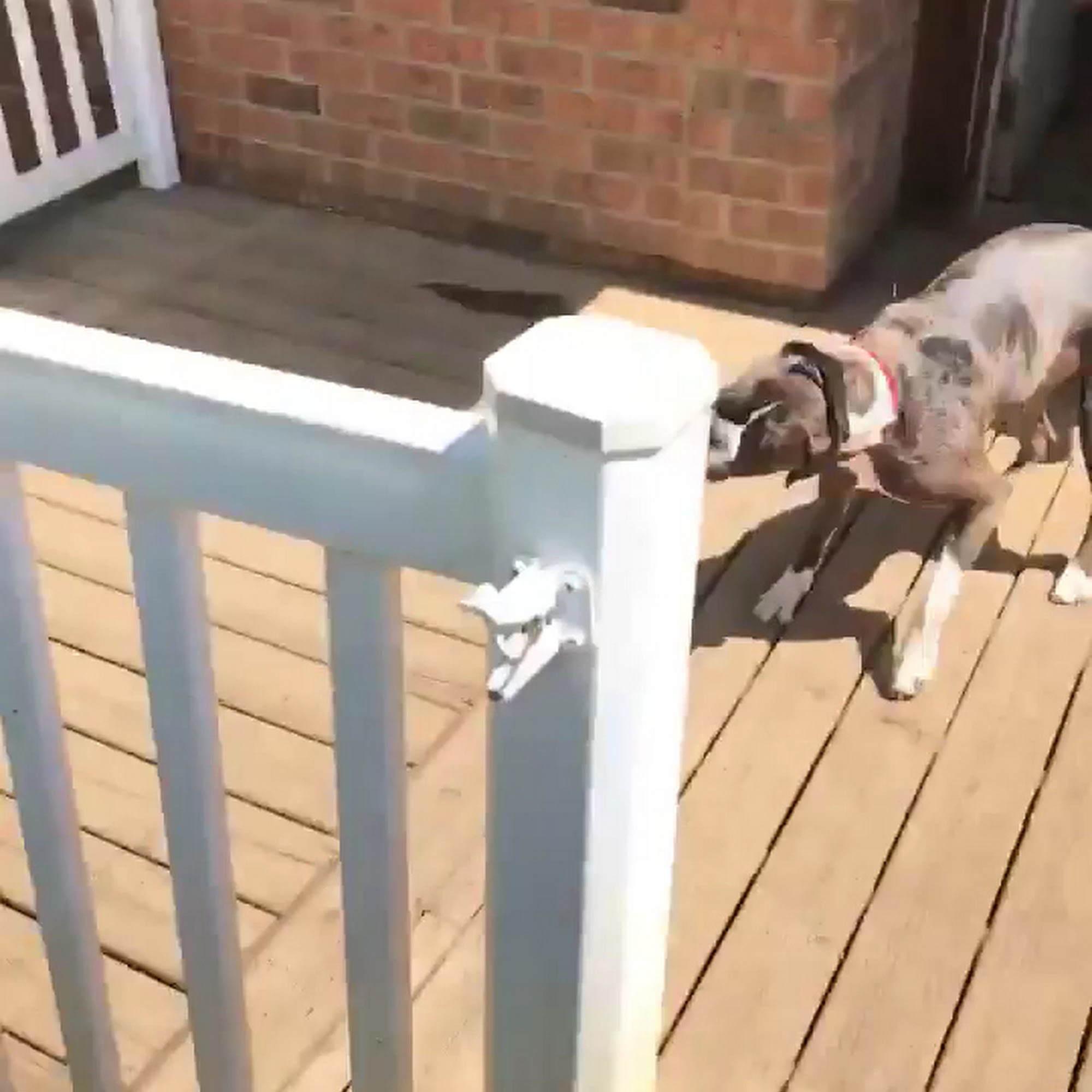 Auntie Shannon's Kemptville