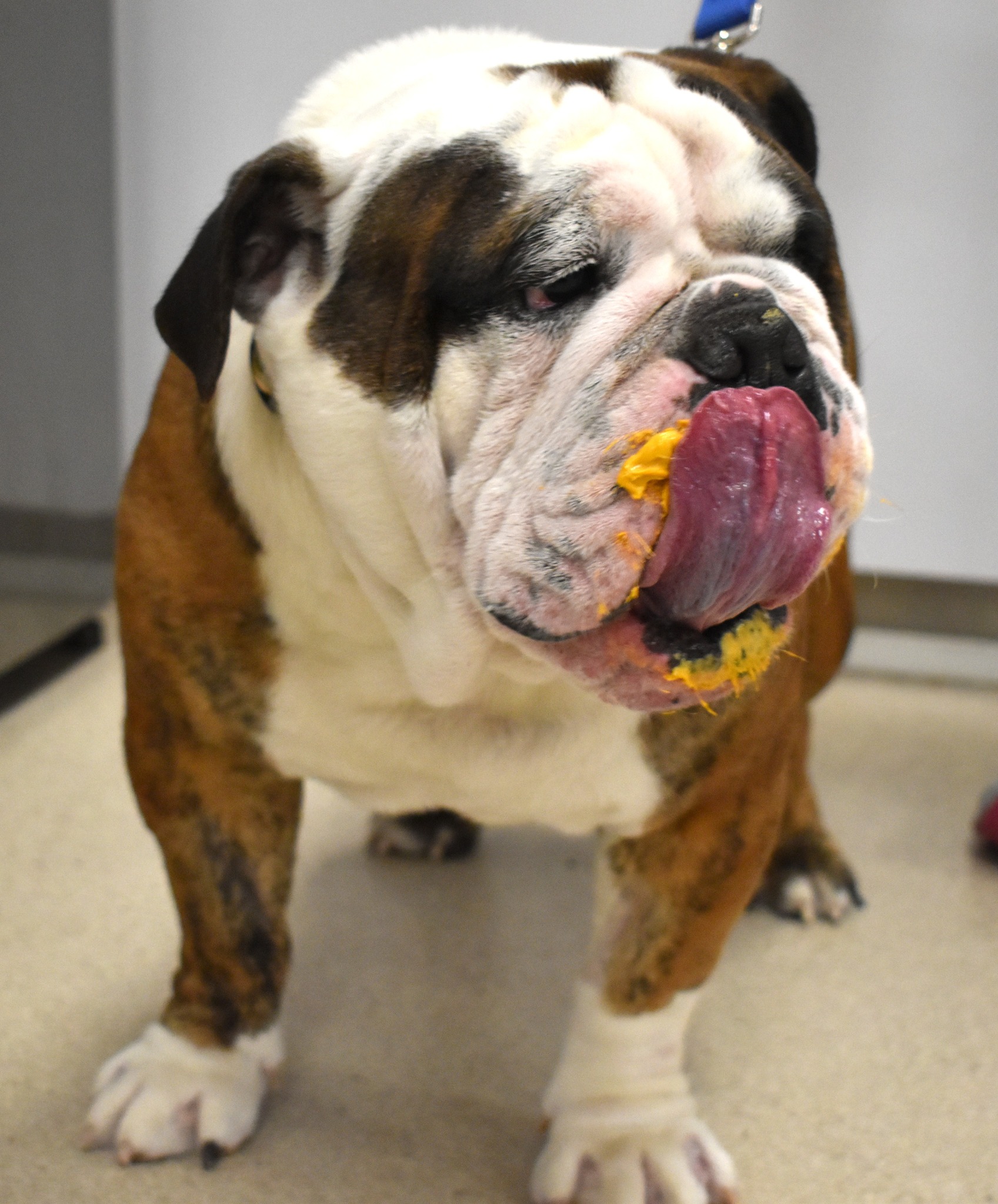 Kemptville Animal Hospital Kemptville