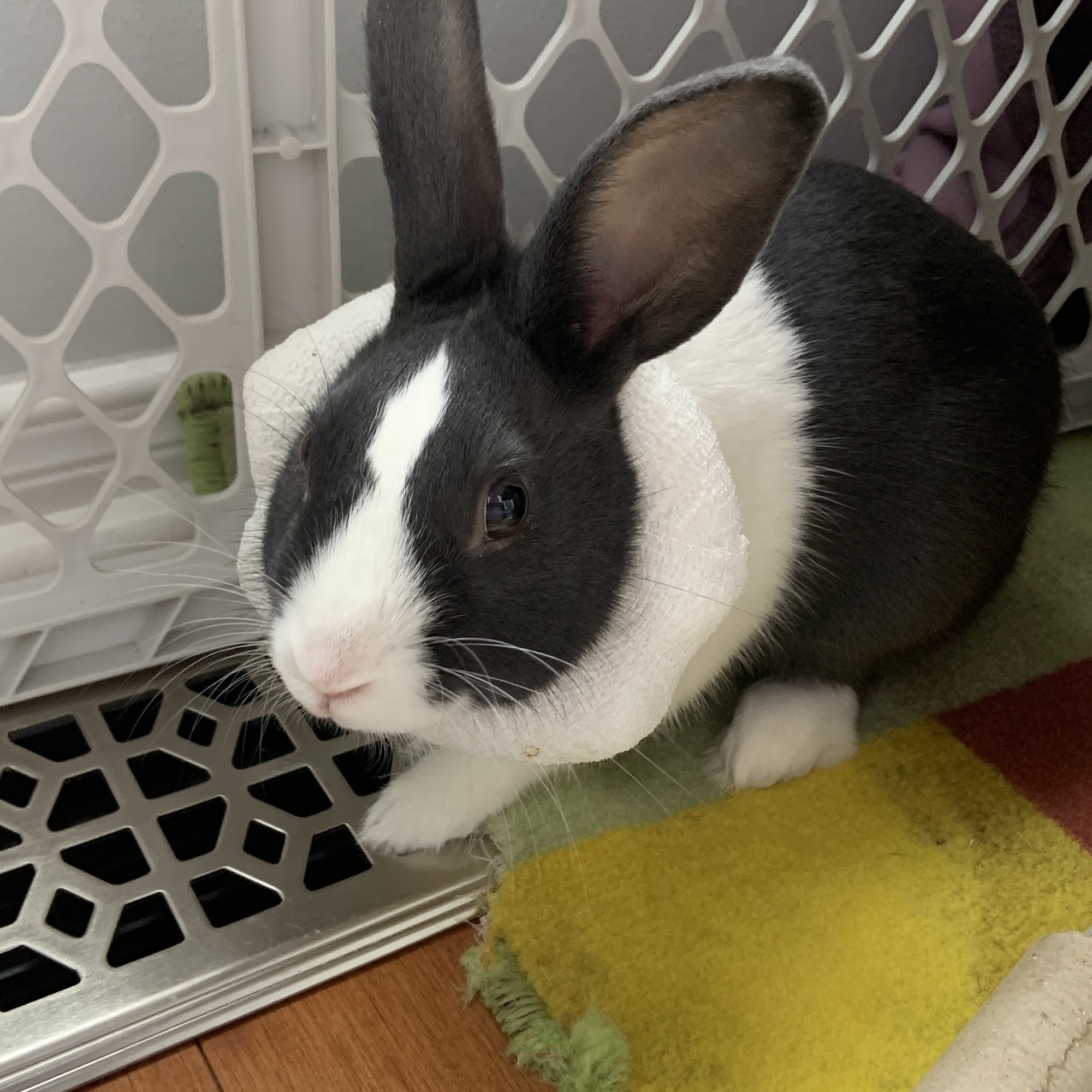 Kemptville Animal Hospital Kemptville