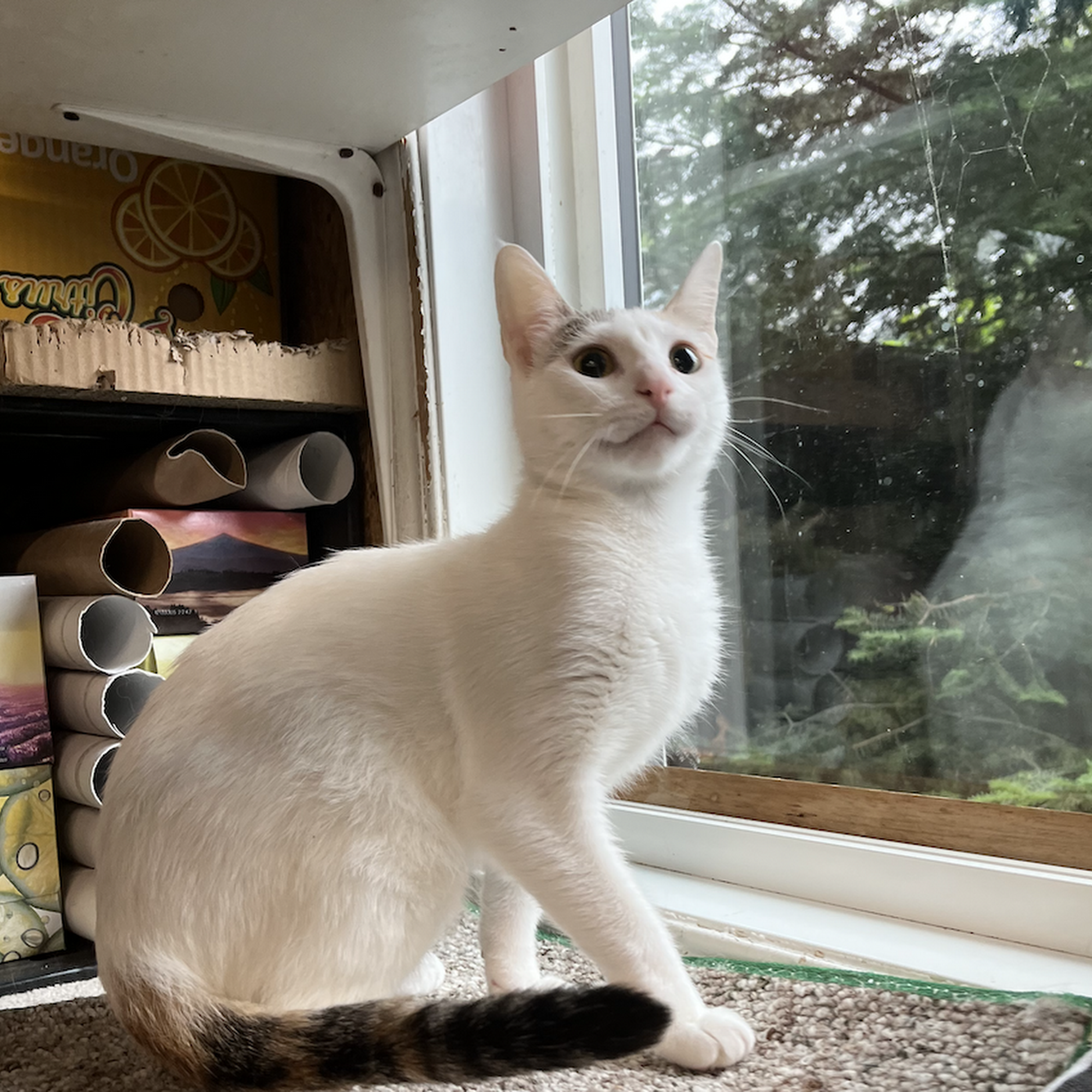 The Kenora Cat Shelter Kenora