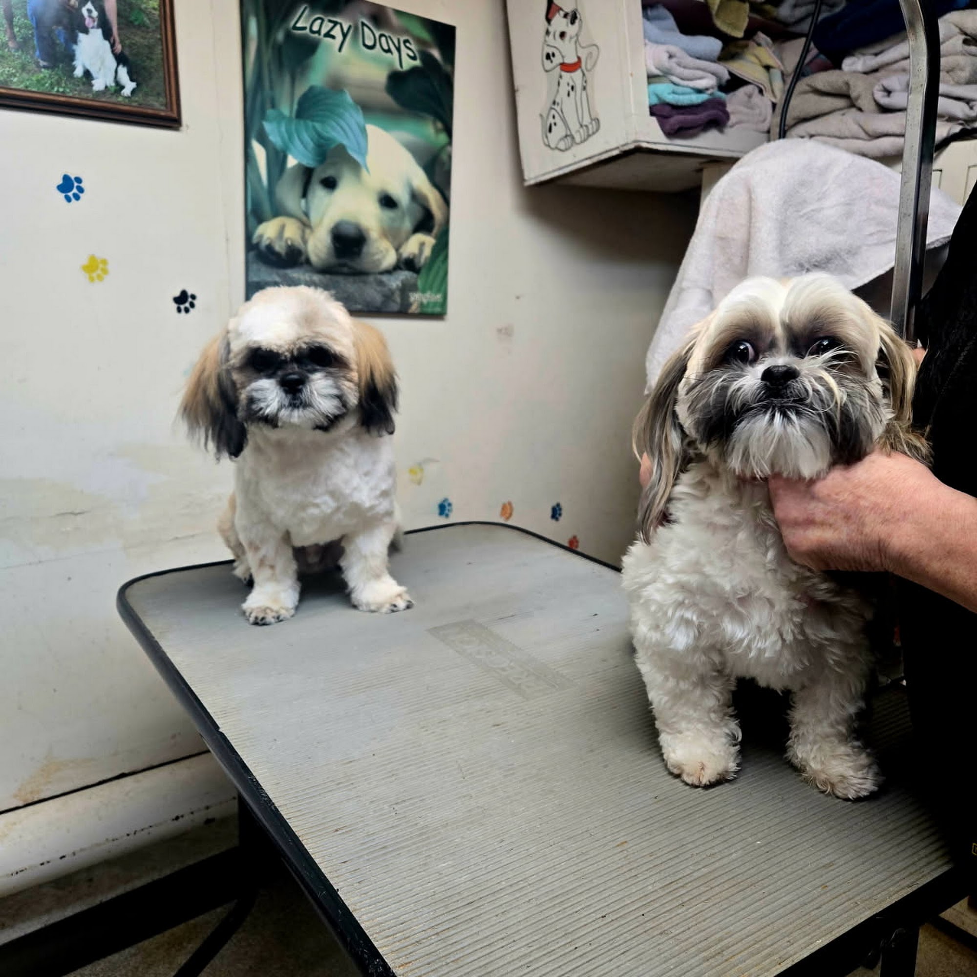 Puppy Love Parlour 322 Rabbit Lake Rd, Kenora Ontario P9N 4L7