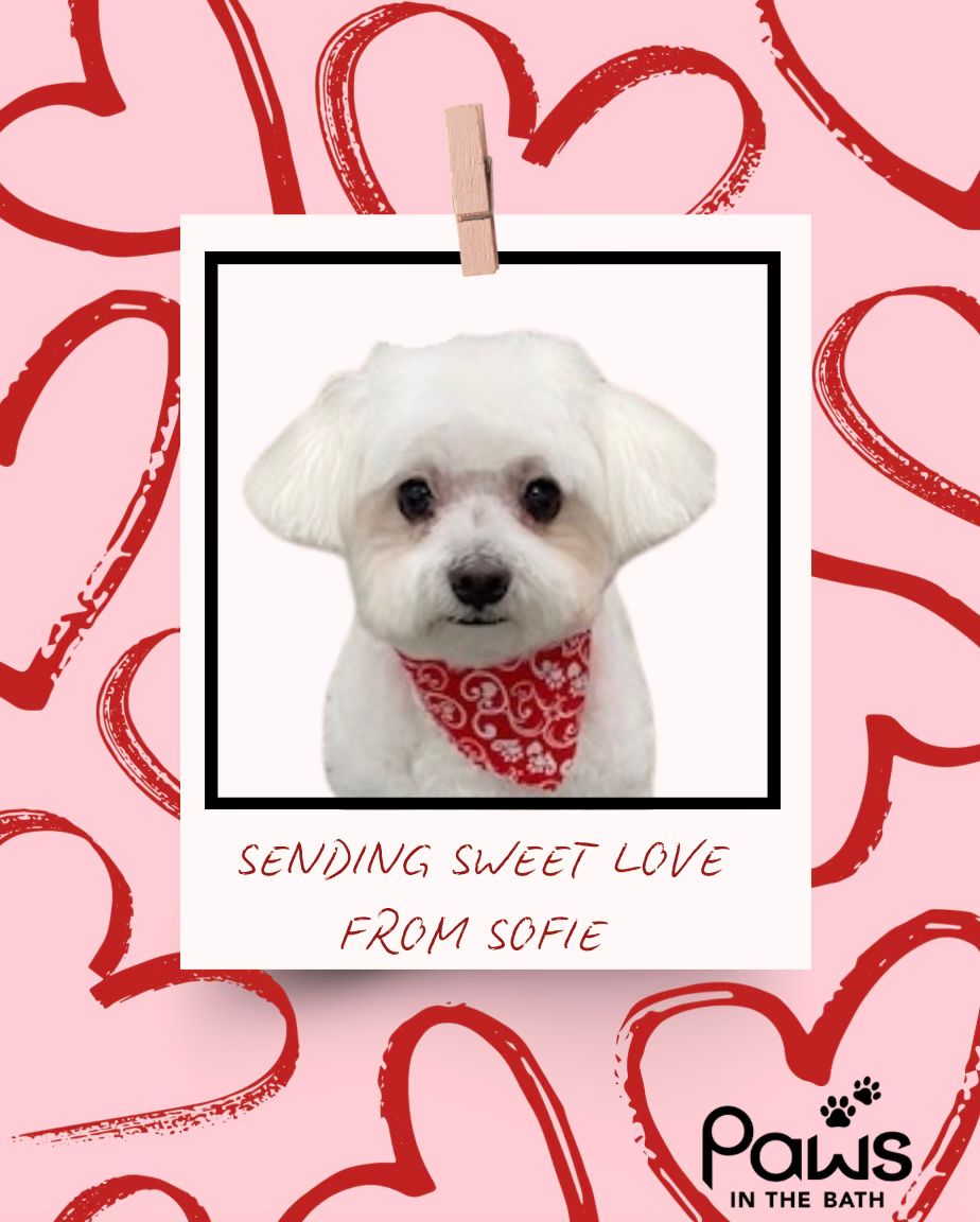 Paws in the Bath Dog Grooming Keswick