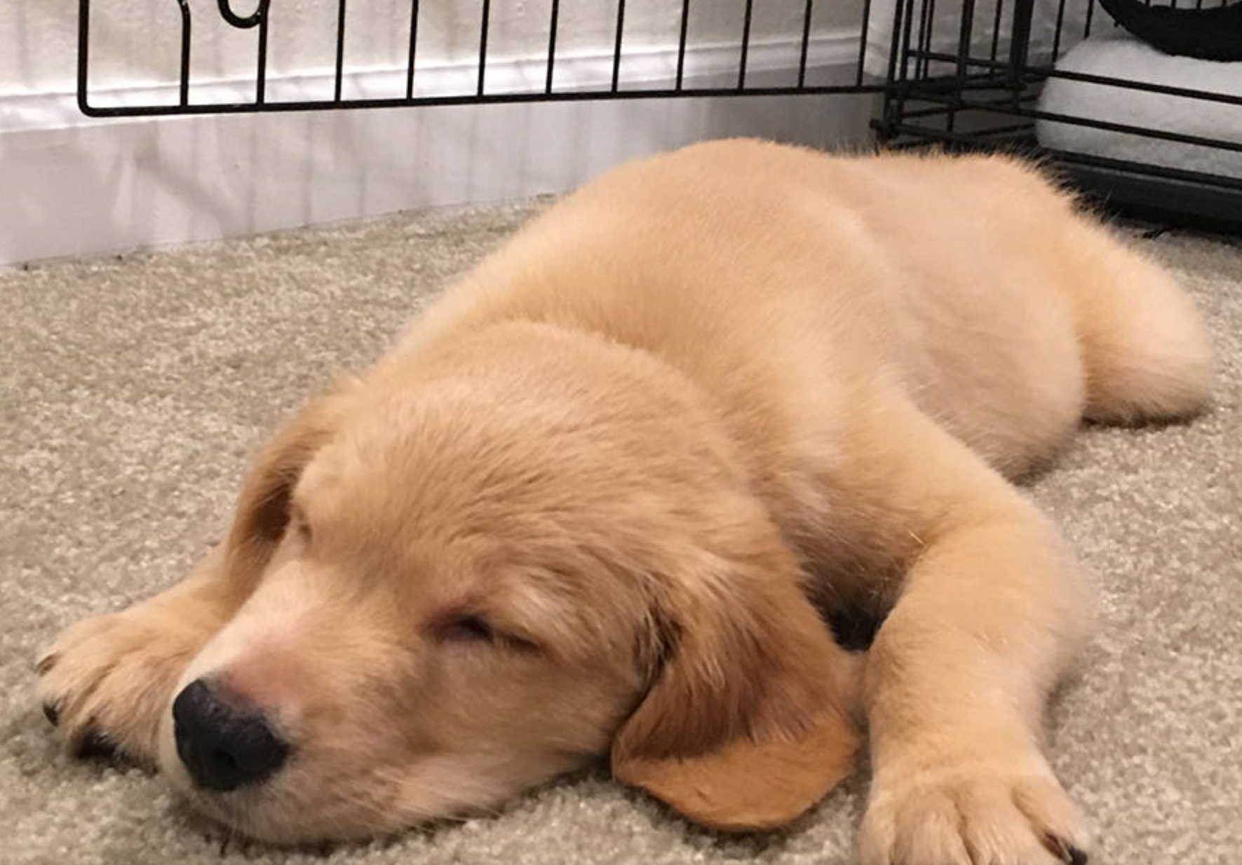 shake a paw pet salon Kingston