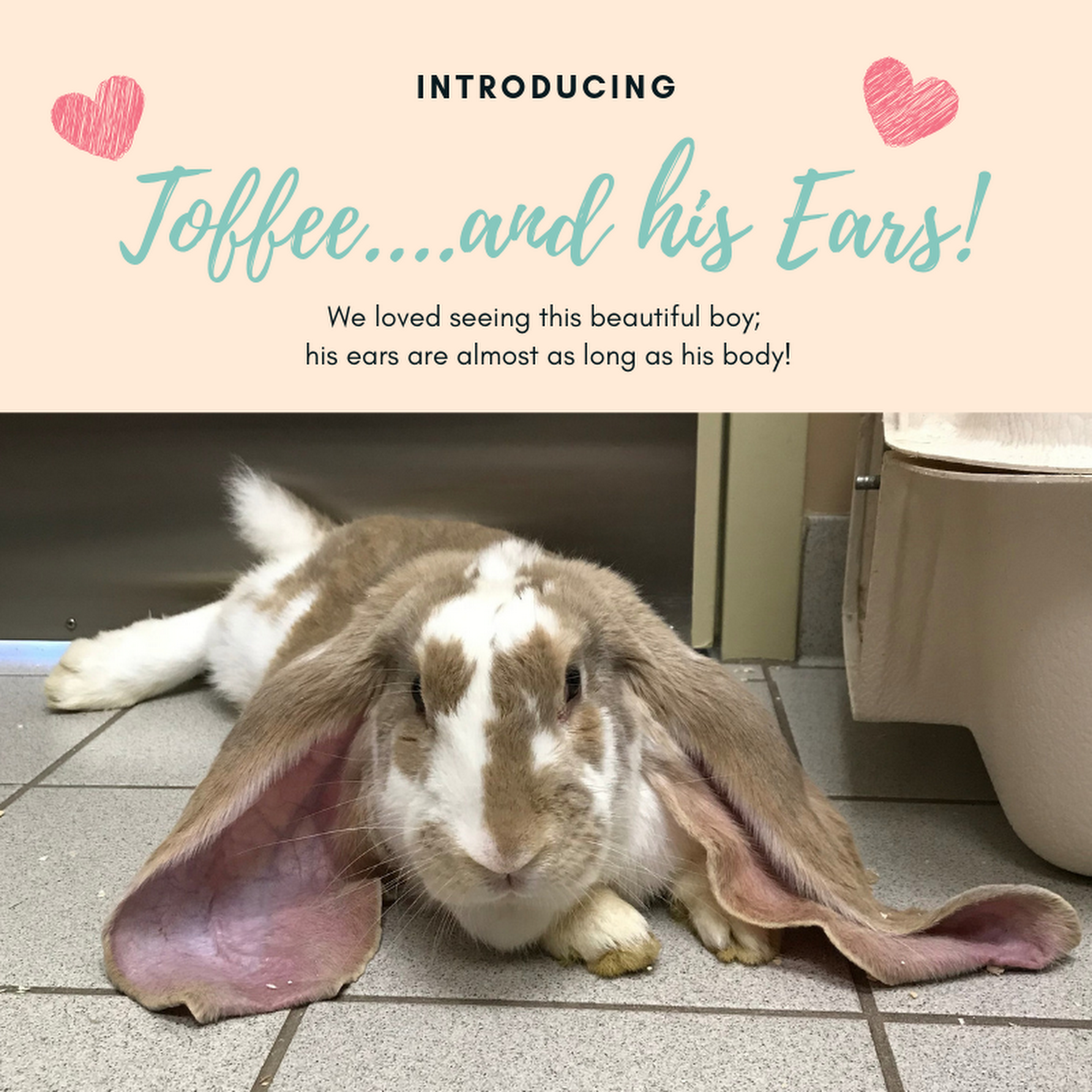 Princess Animal Hospital Kingston