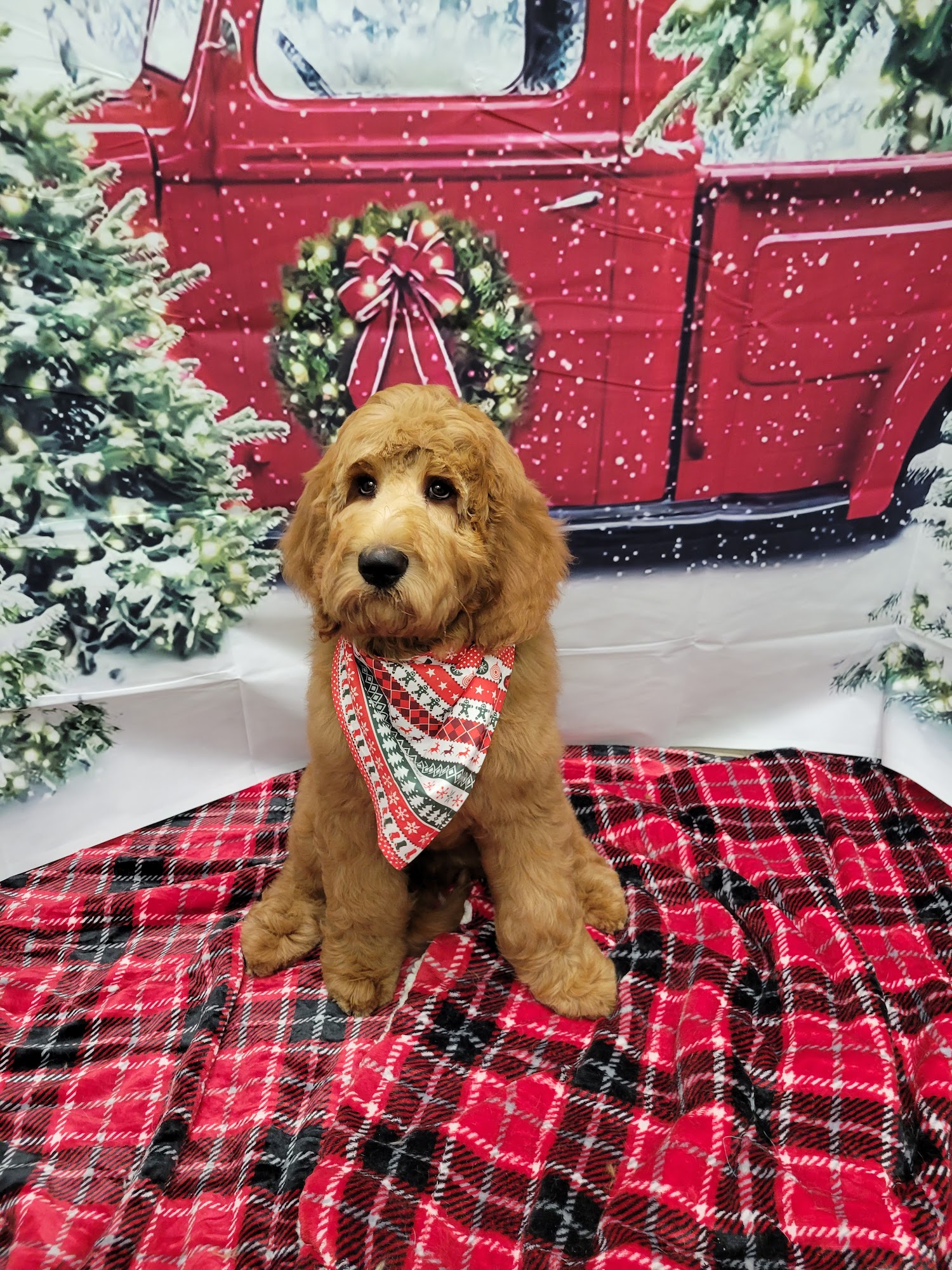 pampered Pups by jamie Kingston