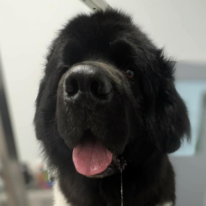 Fur-Ever Loved Pet Salon Kitchener