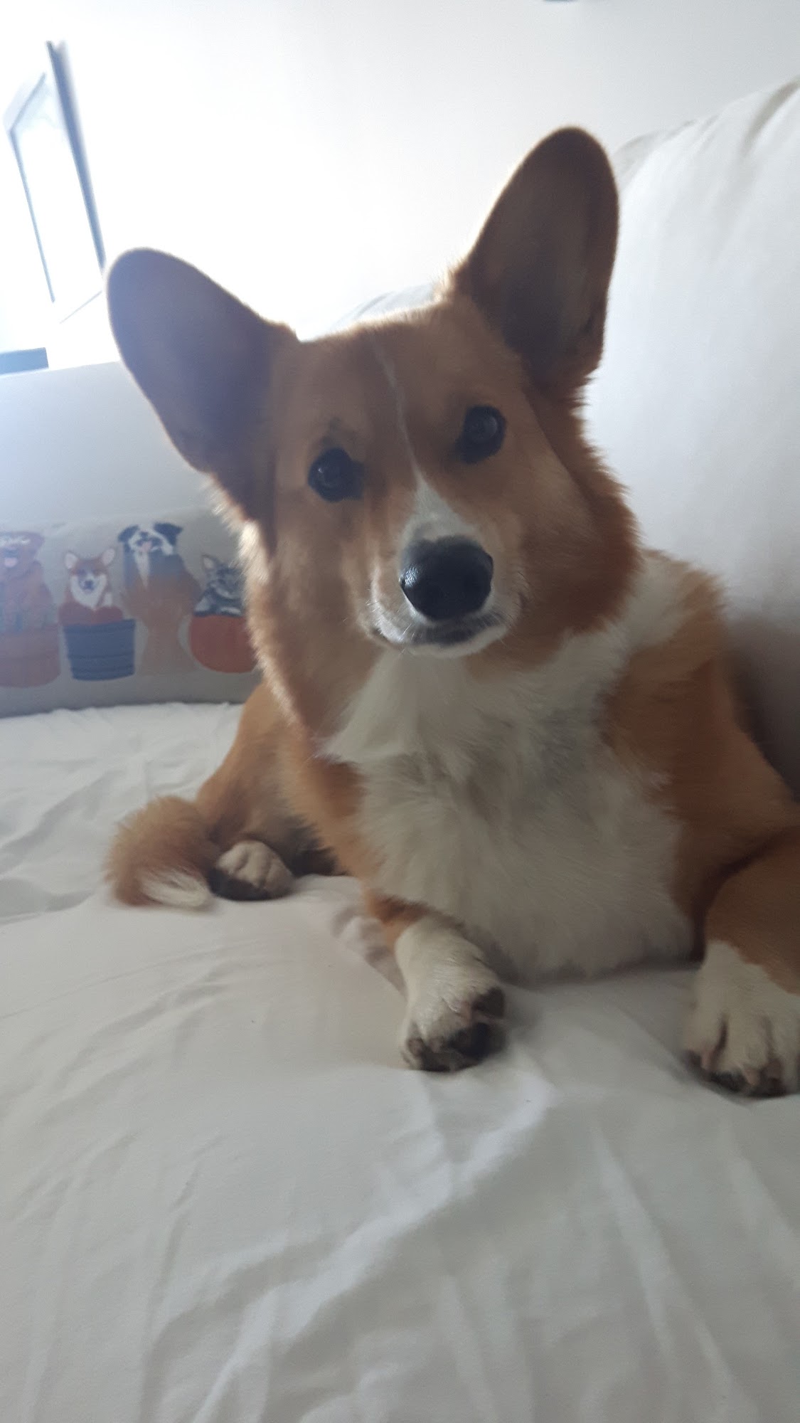 Waterloo Pet Services Kitchener