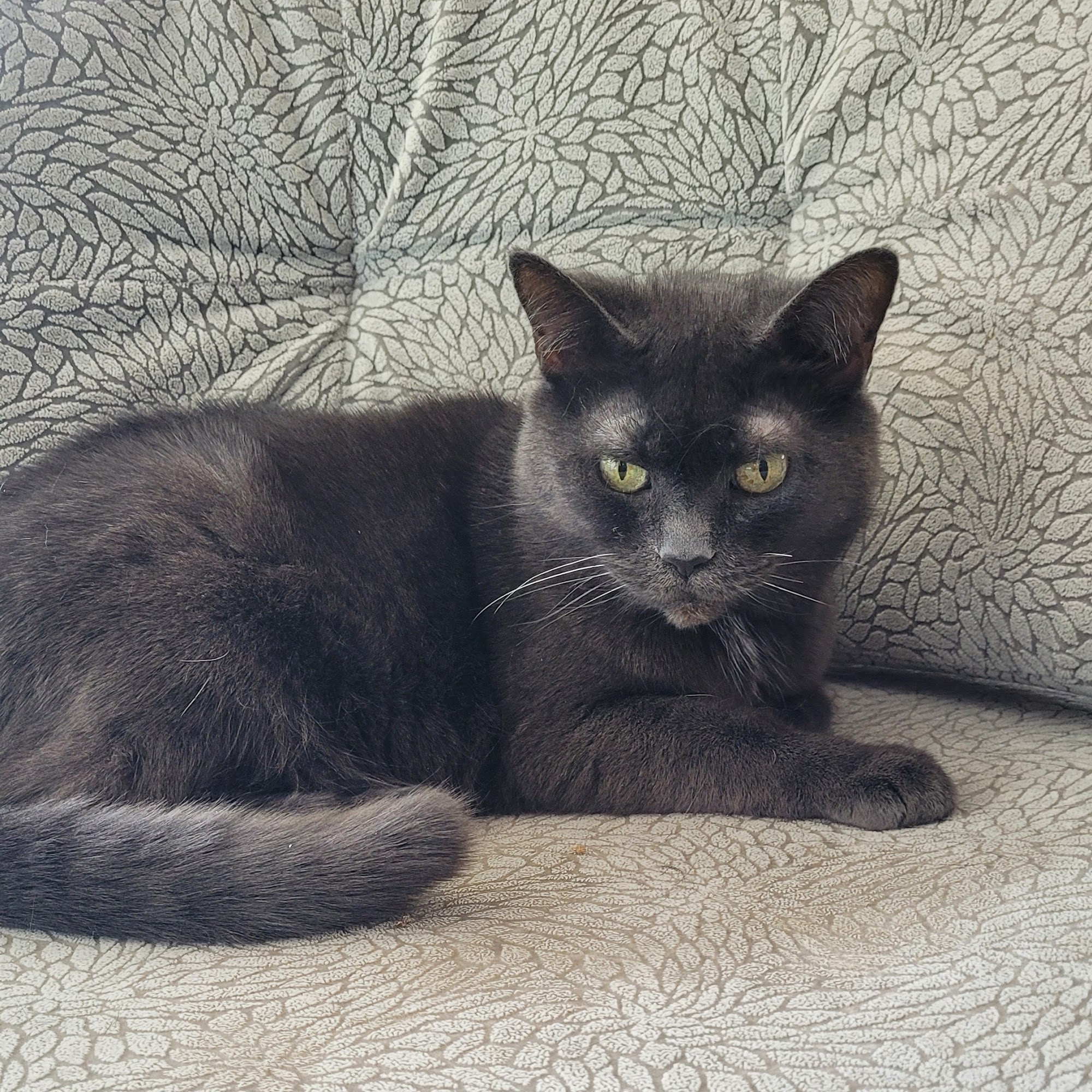 Waterloo Pet Services Kitchener