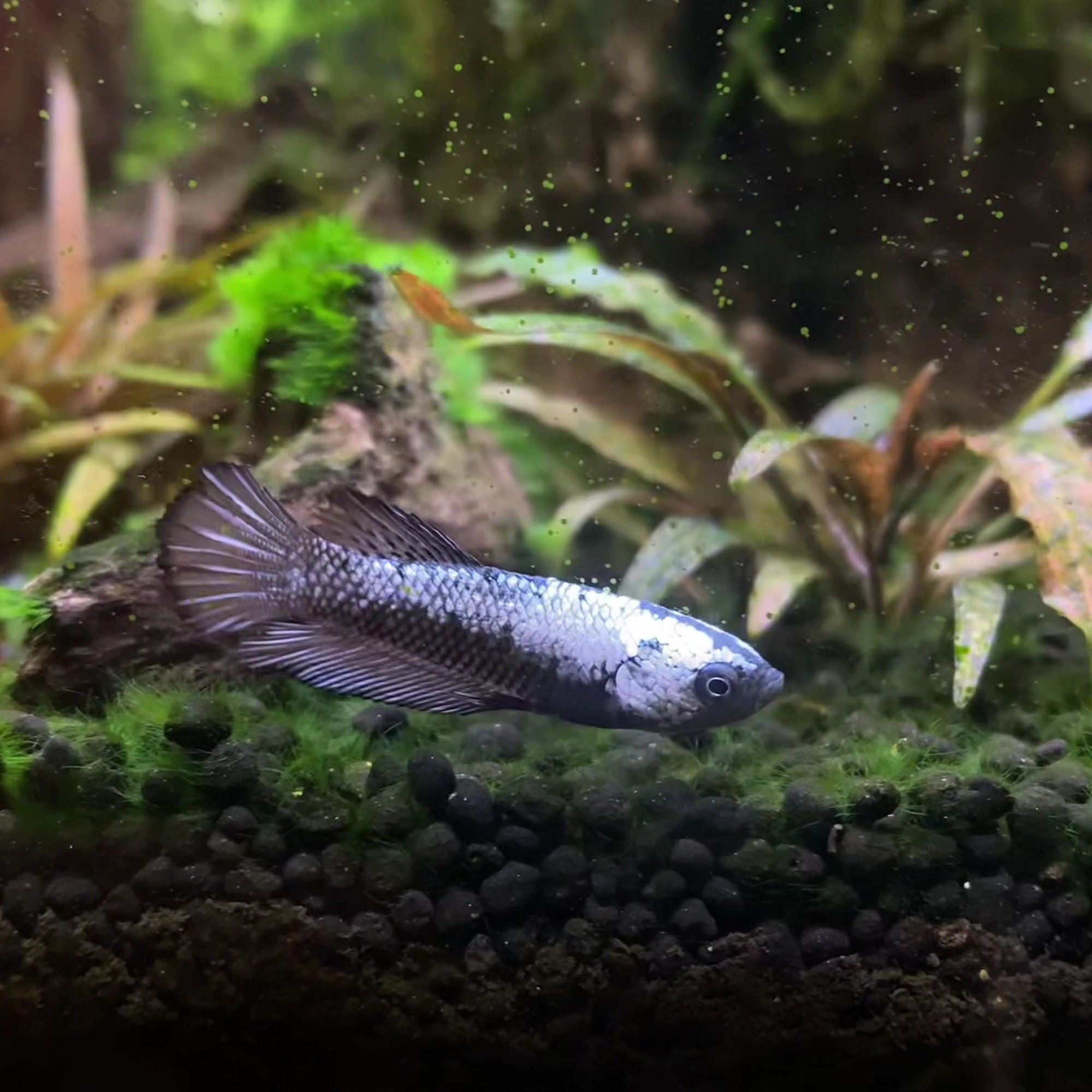 Big Al's Aquarium Services Kitchener