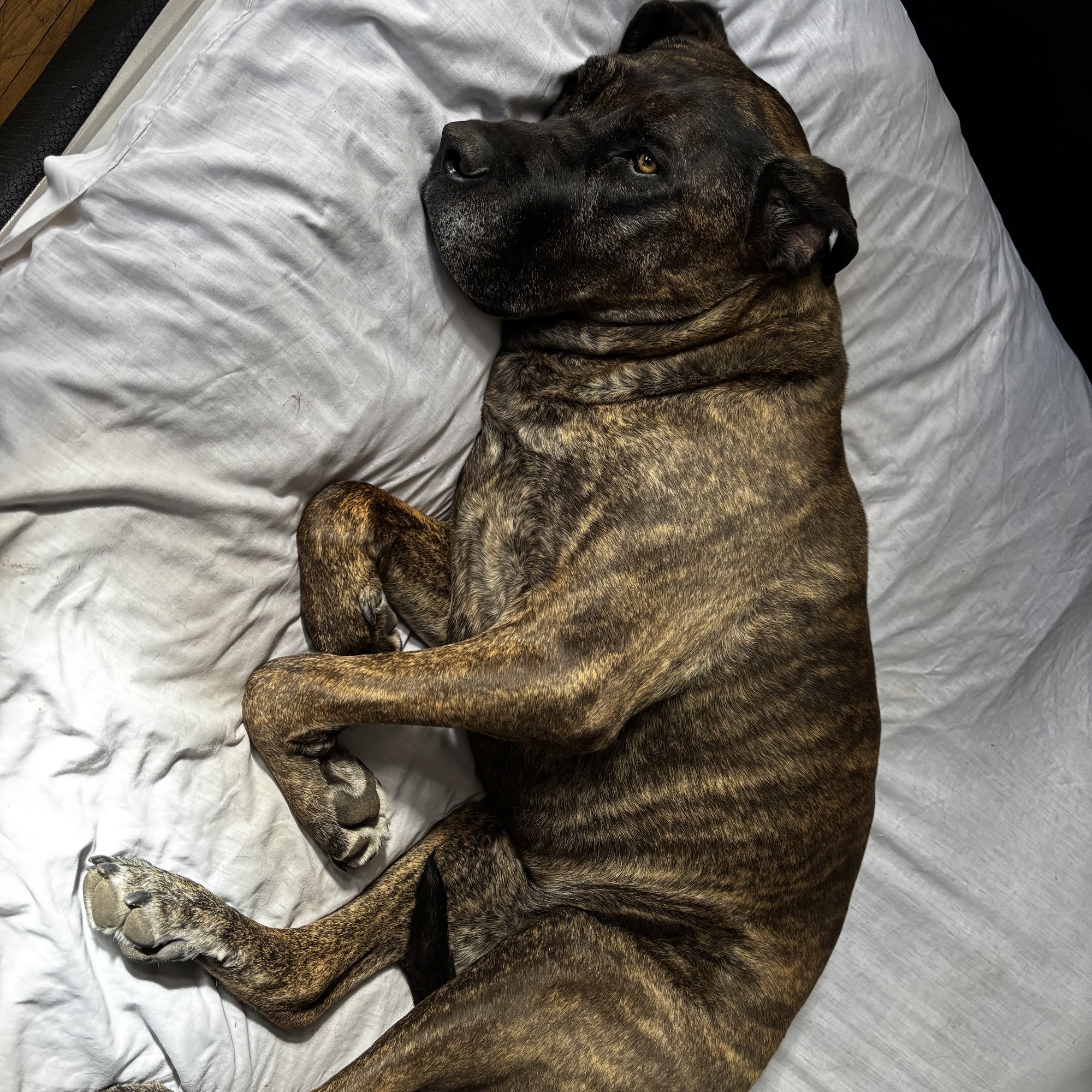 CB Pet Food & Supplies Kitchener