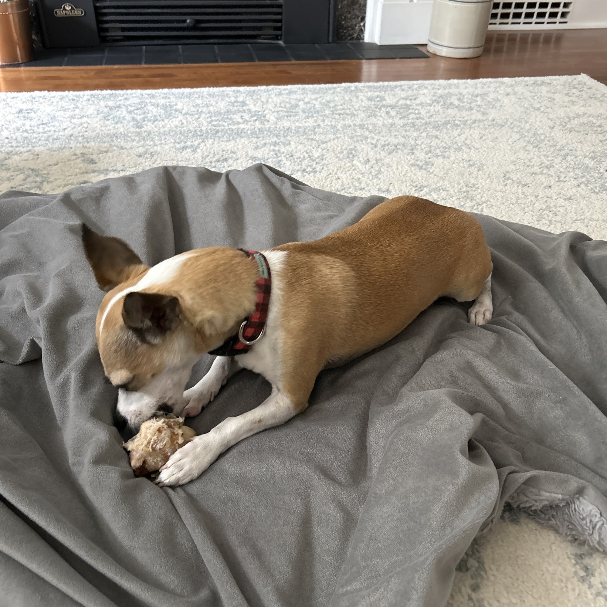 Global Pet Foods Kitchener