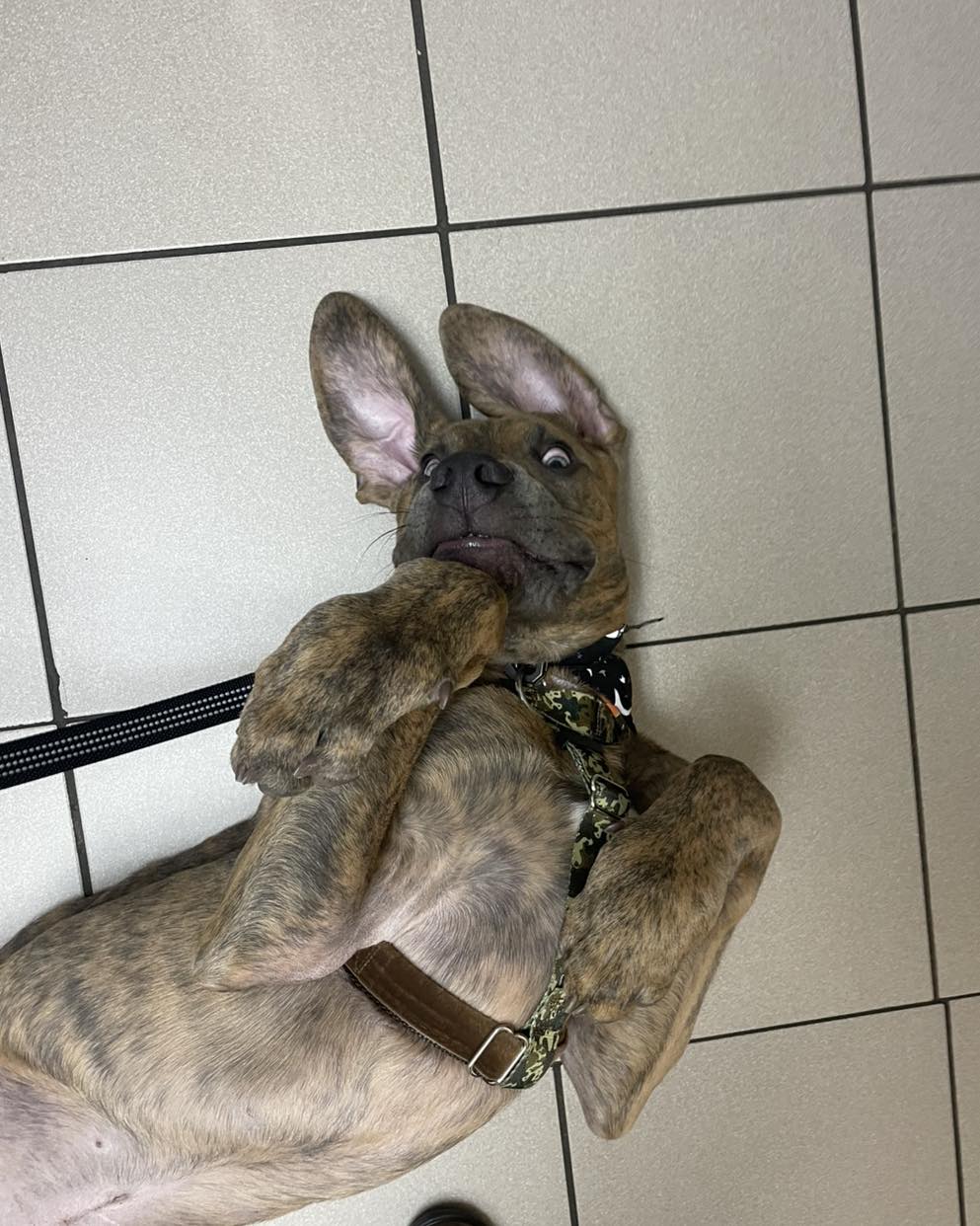 Kingsdale Animal Hospital Kitchener