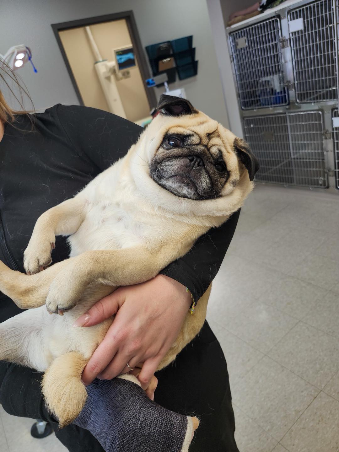 Kingsdale Animal Hospital Kitchener