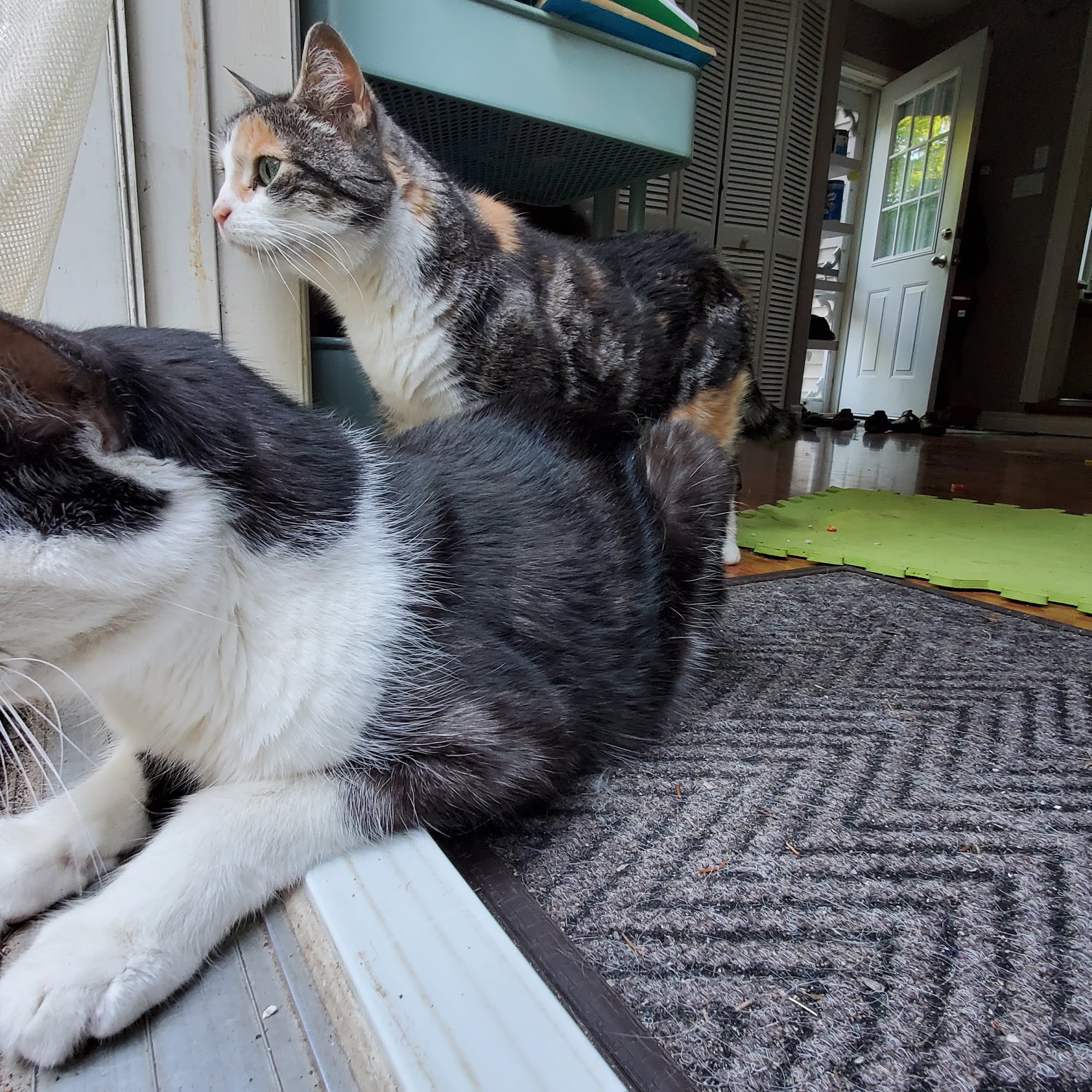 Komoka-Kilworth Animal Clinic Komoka