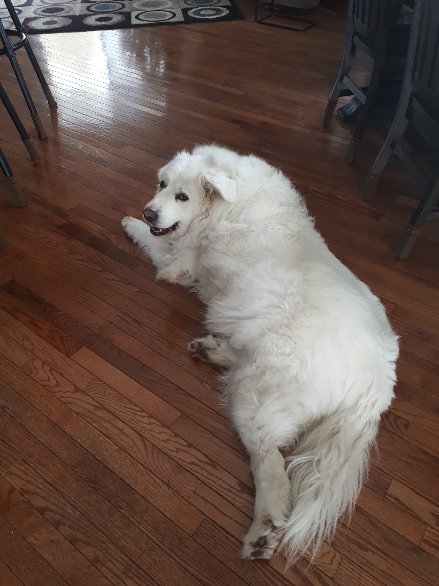 Malden Road Veterinary Hospital Lasalle