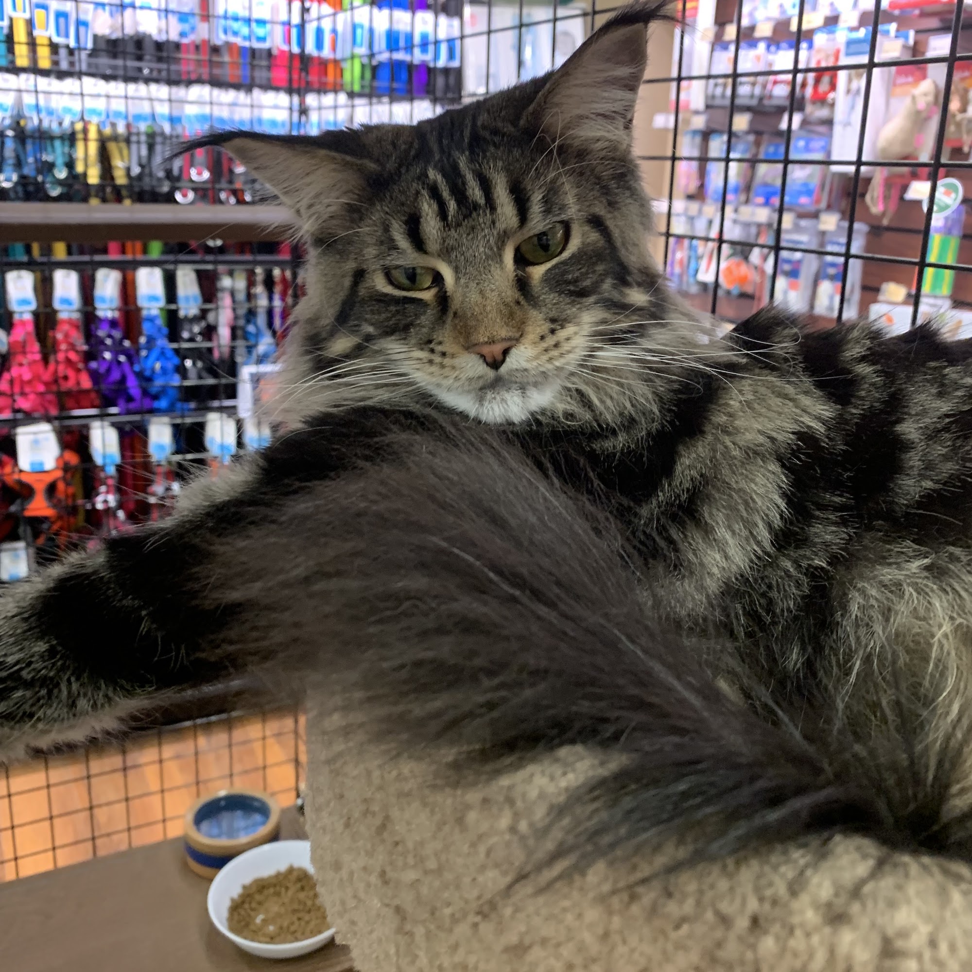 Paulmac's Pets Lincoln