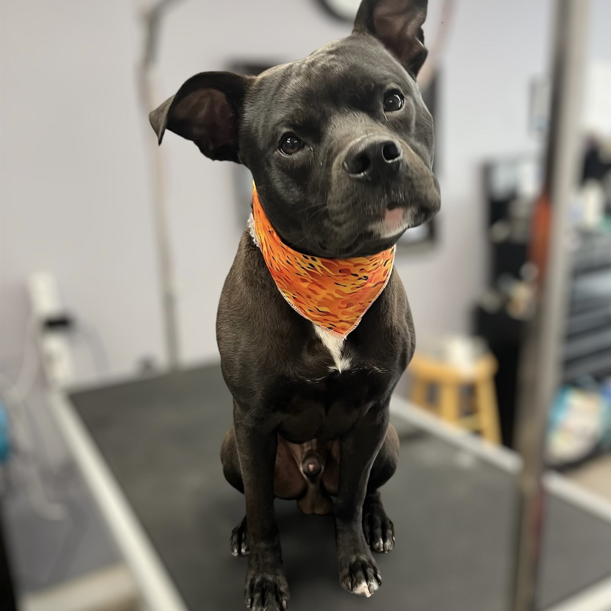 Ruff Cuts Dog Grooming Lindsay