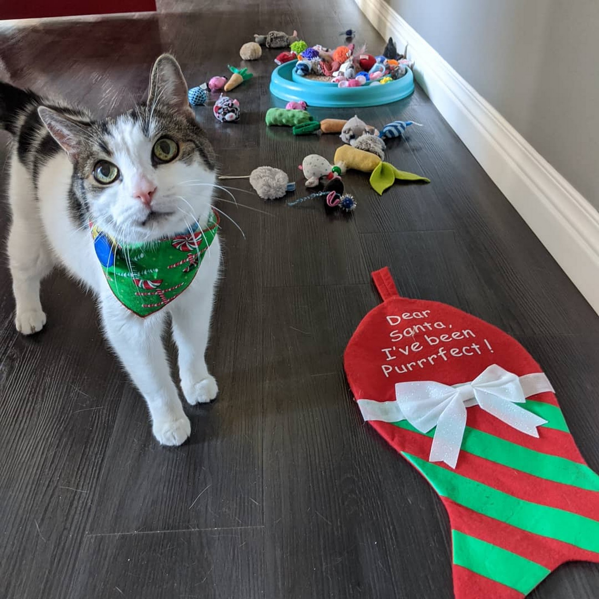 Pawz and Company Lindsay