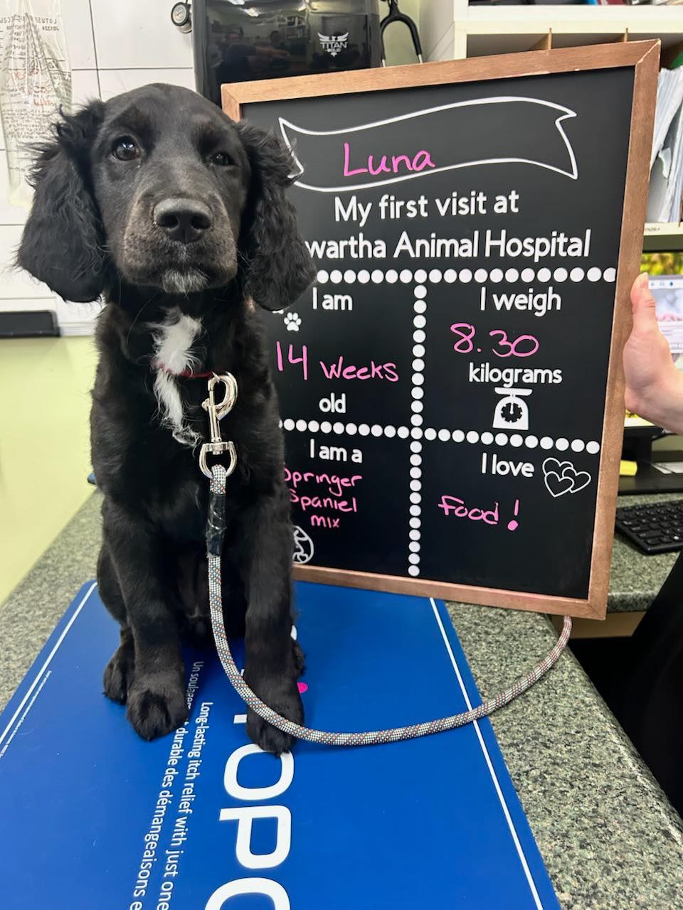 Kawartha Animal Hospital Lindsay