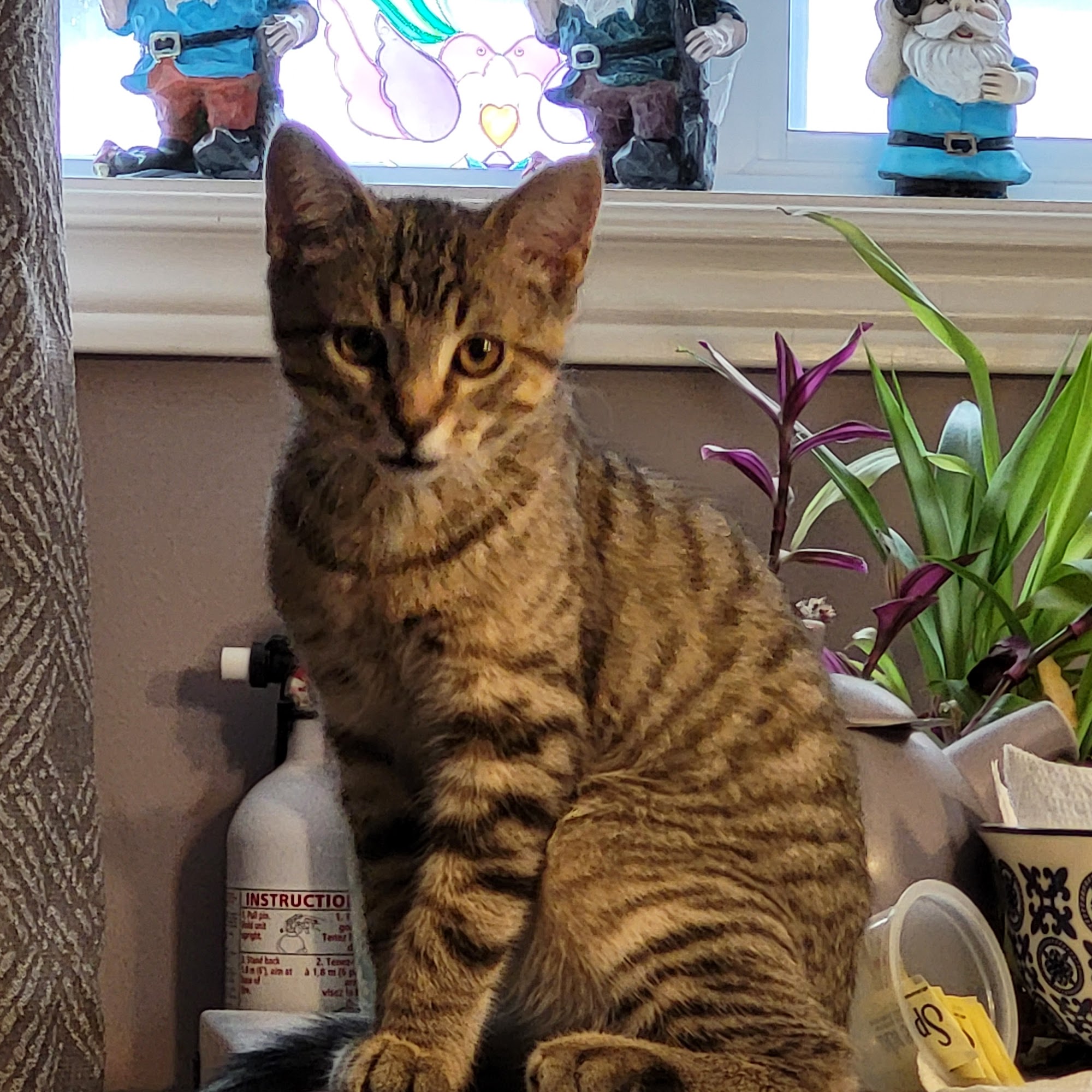 Kawartha Animal Hospital Lindsay