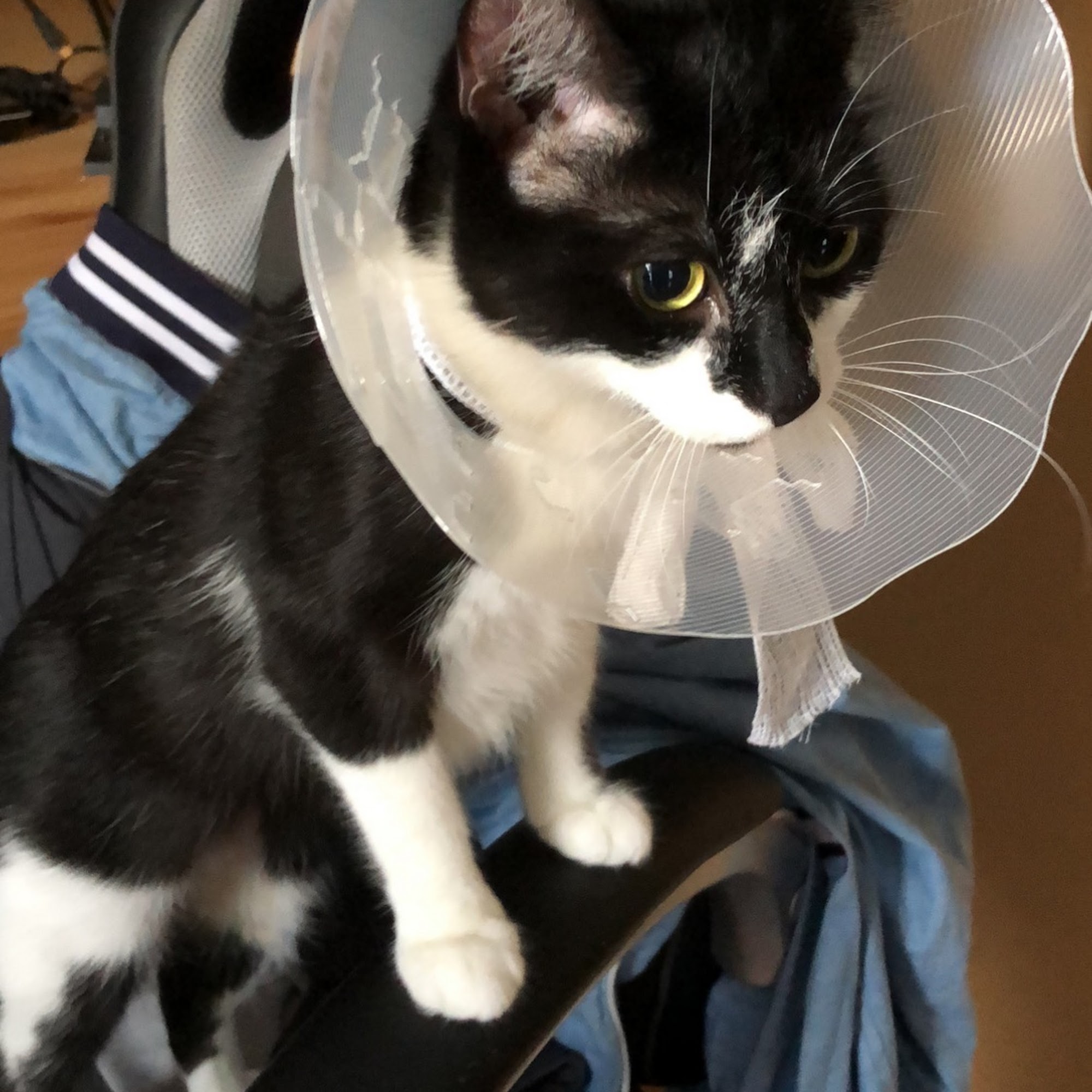 Lindsay Animal Clinic Lindsay