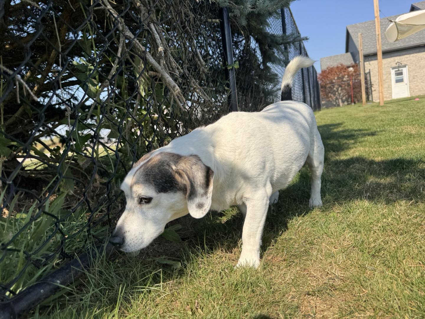 Country Paws Boarding London