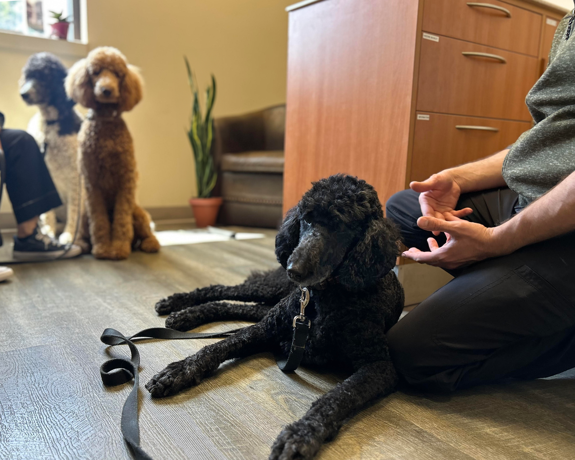 North London Neighbourhood Pet Clinic London