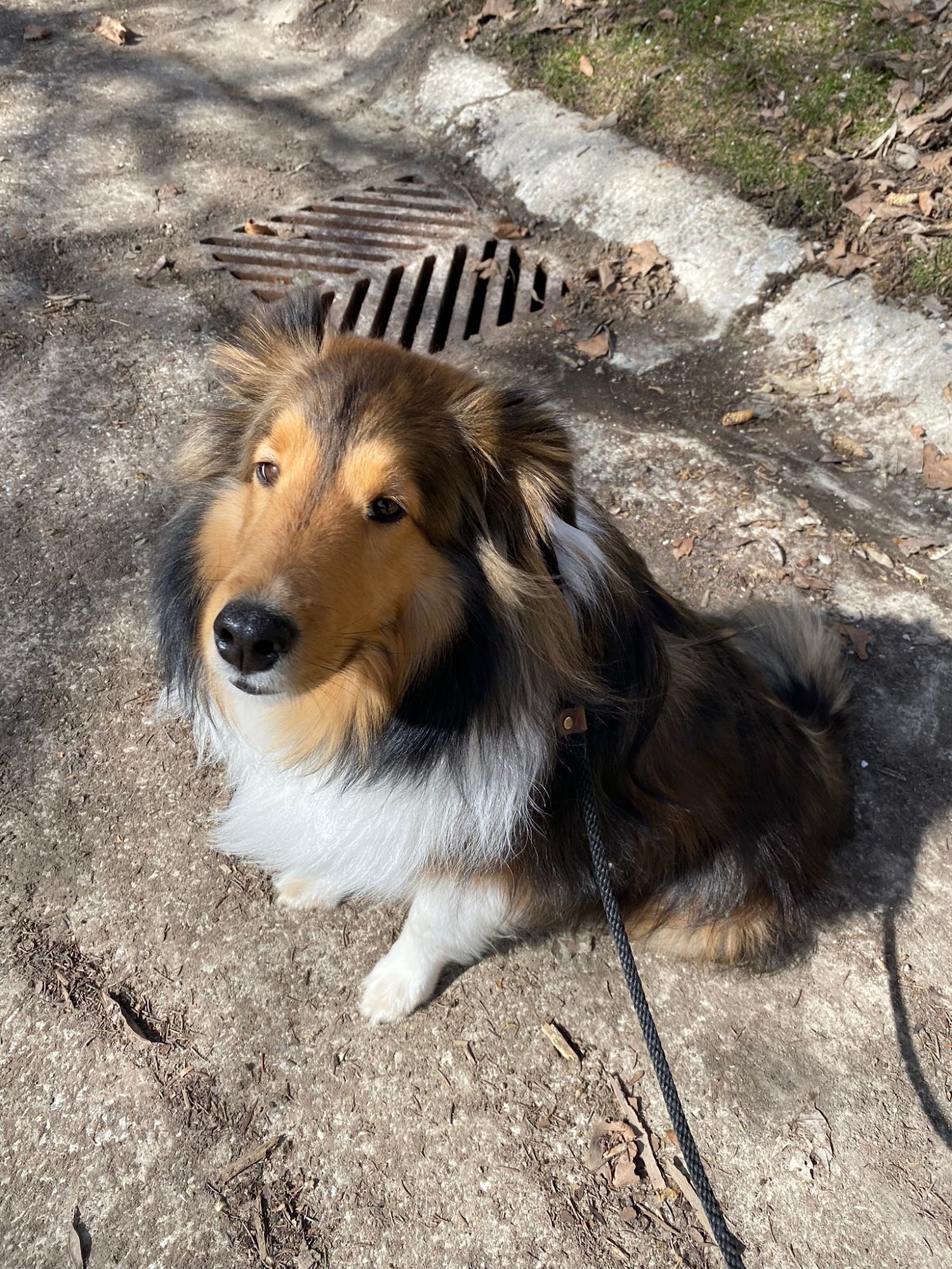 Jeve's Pet Care Inc. London