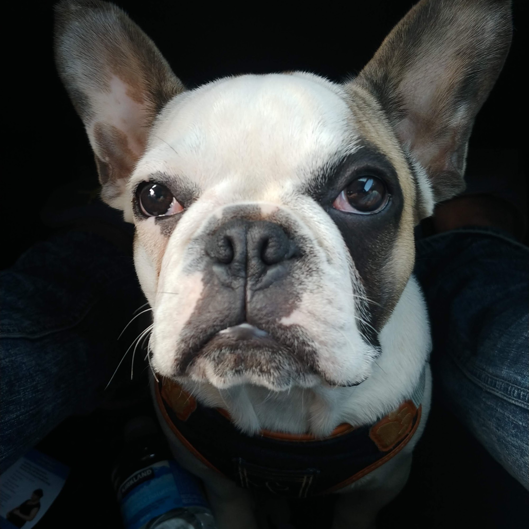 In Dogs We Trust London