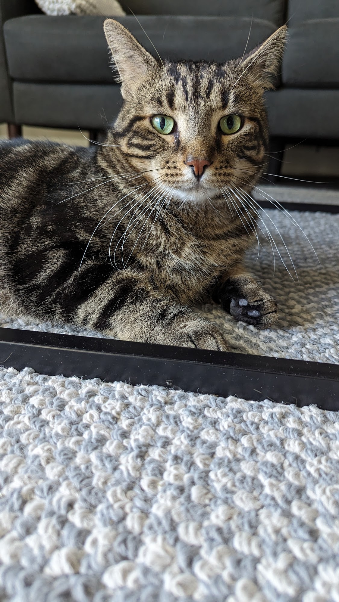 Firth Veterinary Hospital London