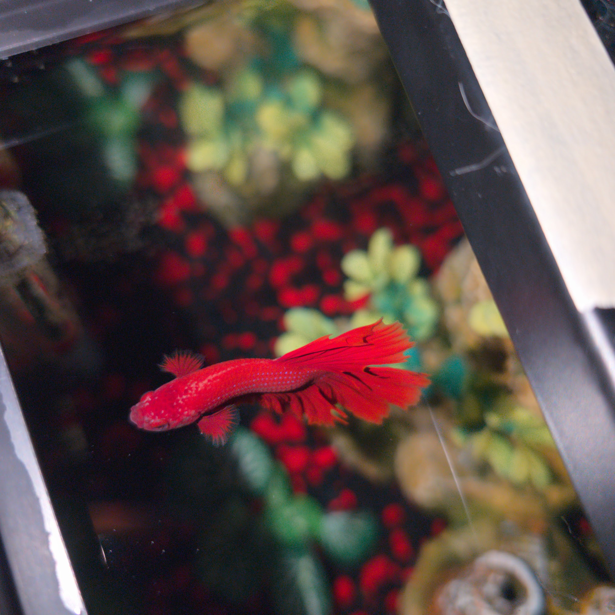 Big Al's Aquarium Supercentres - London London