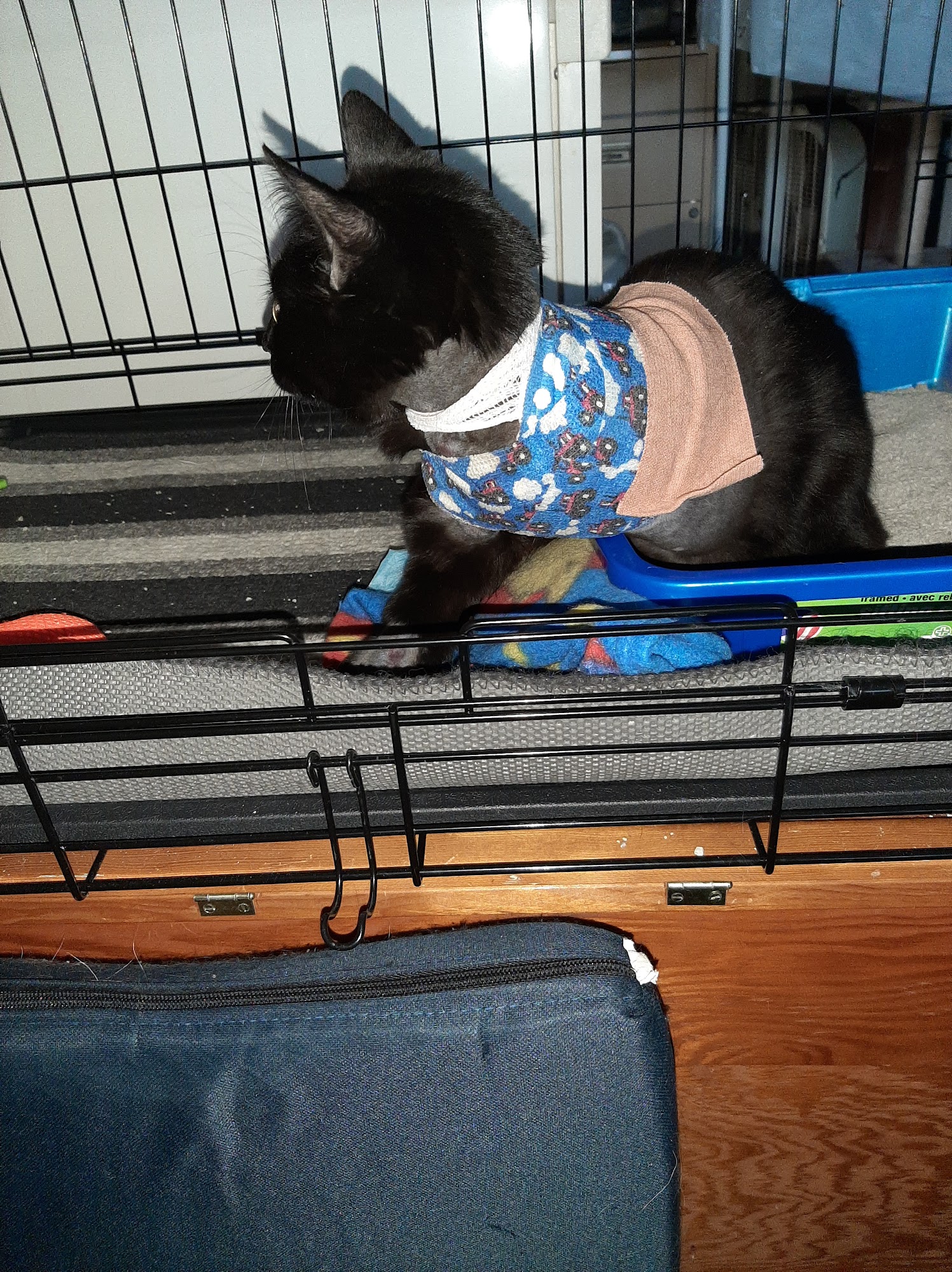 Central Cat Hospital London