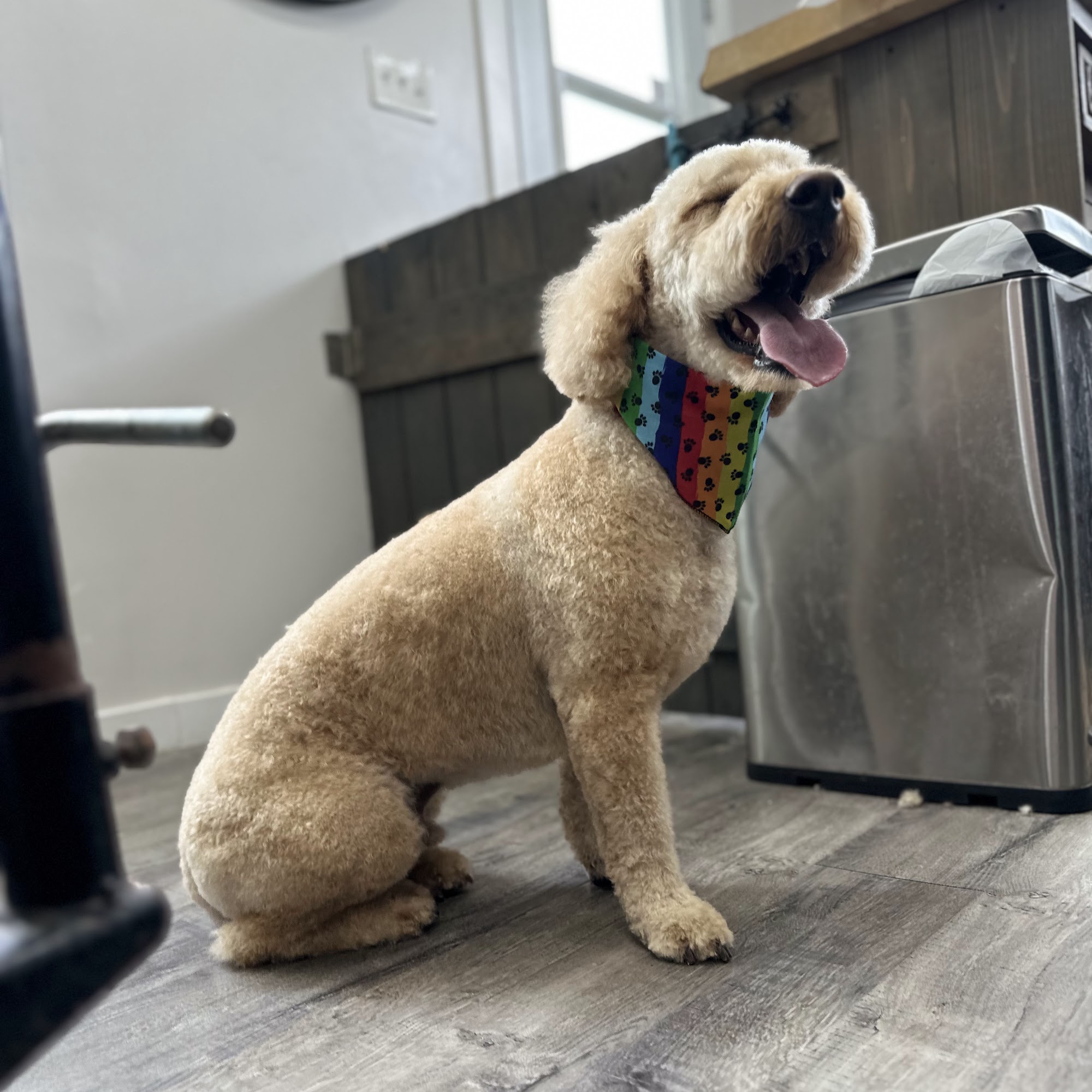 Pawz Above The Rest London