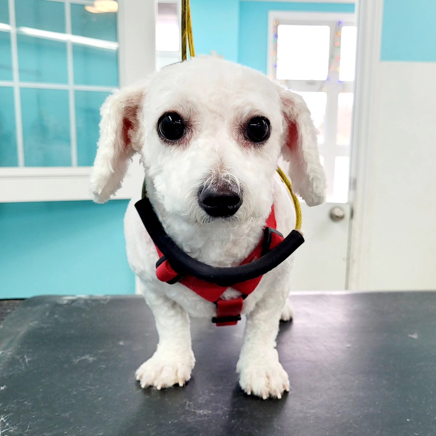 Poochies Paradise Spa Markham