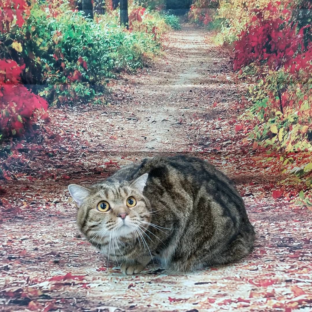 Poochies Paradise Spa Markham