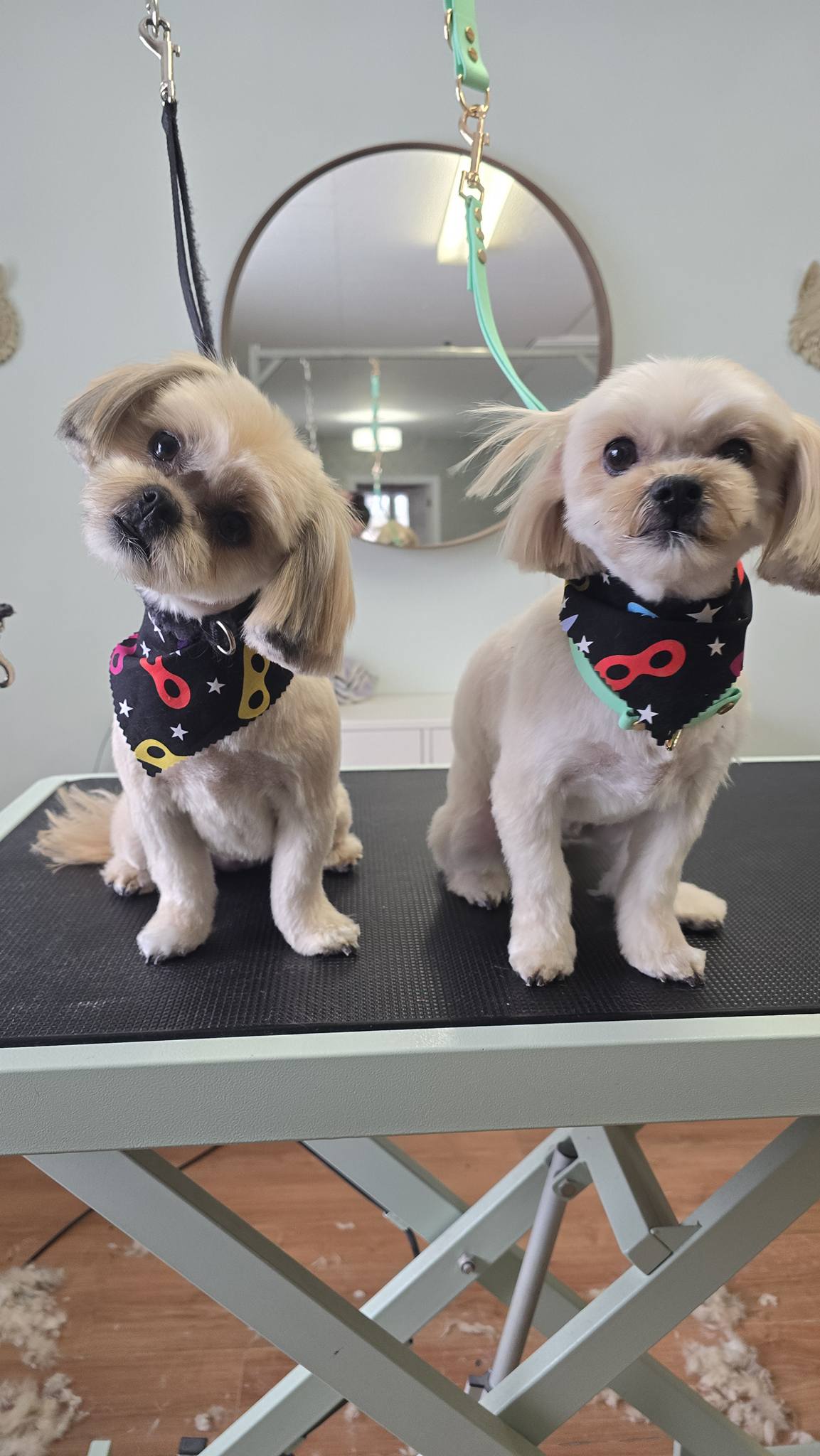 Groom 'n' Style Markham