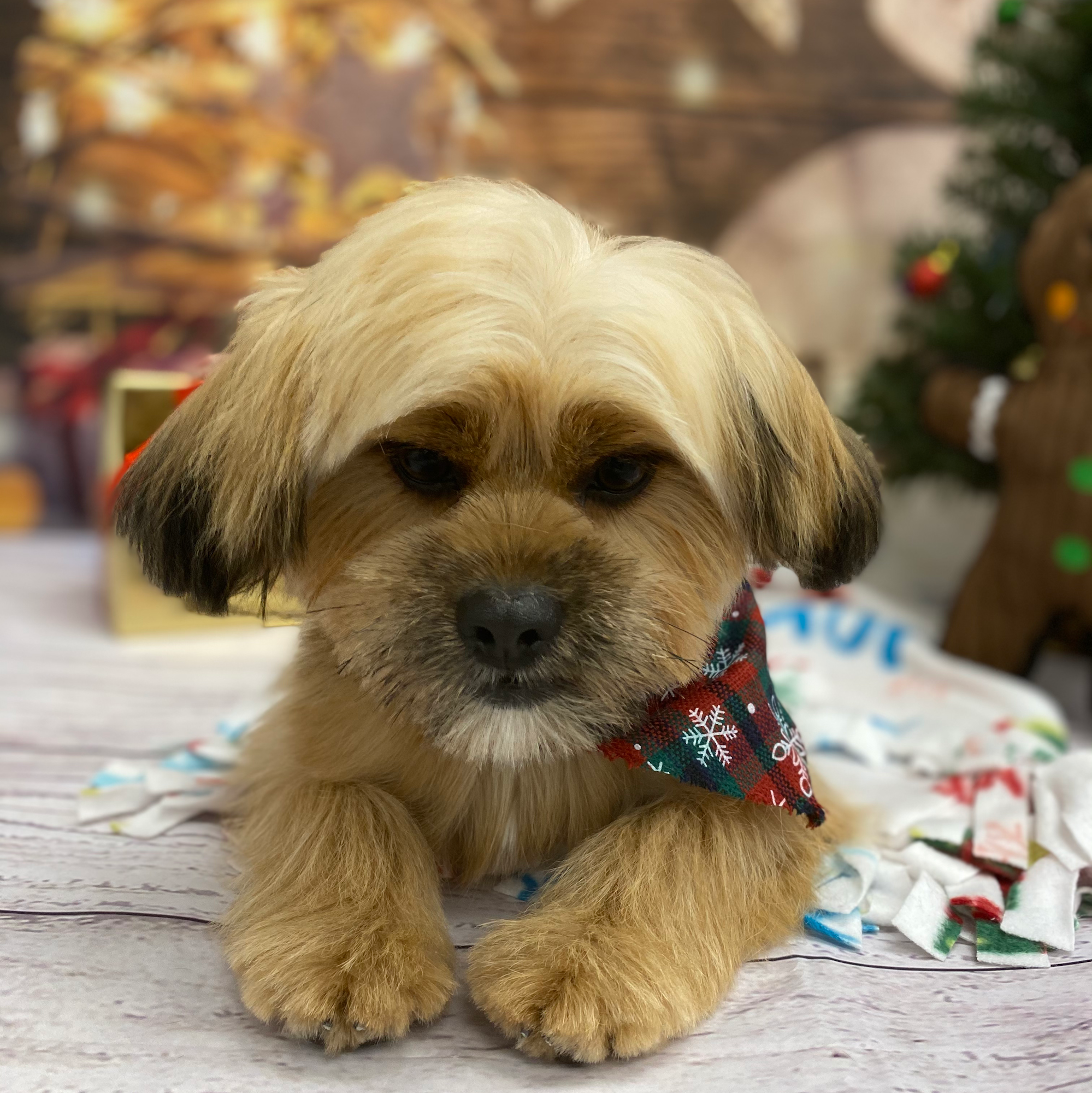 Pawllywood Pet Grooming Markham