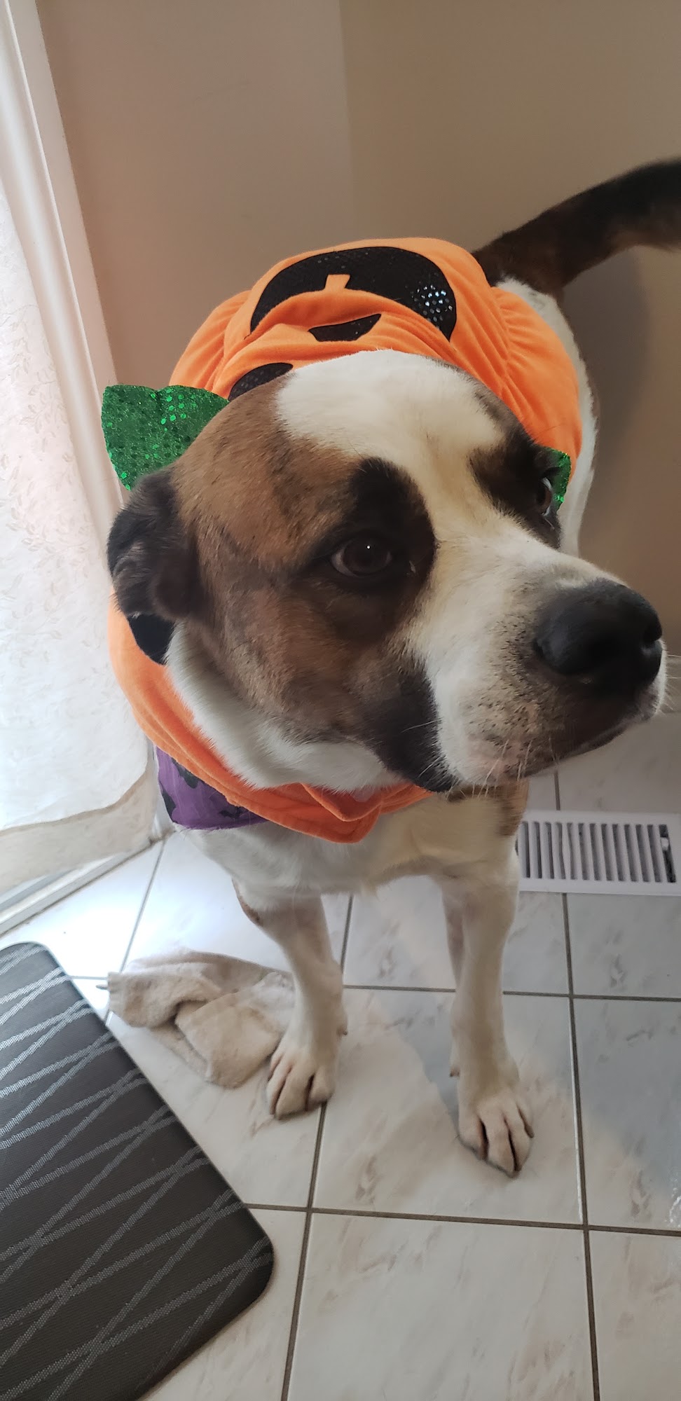 Markham Veterinary Clinic Markham