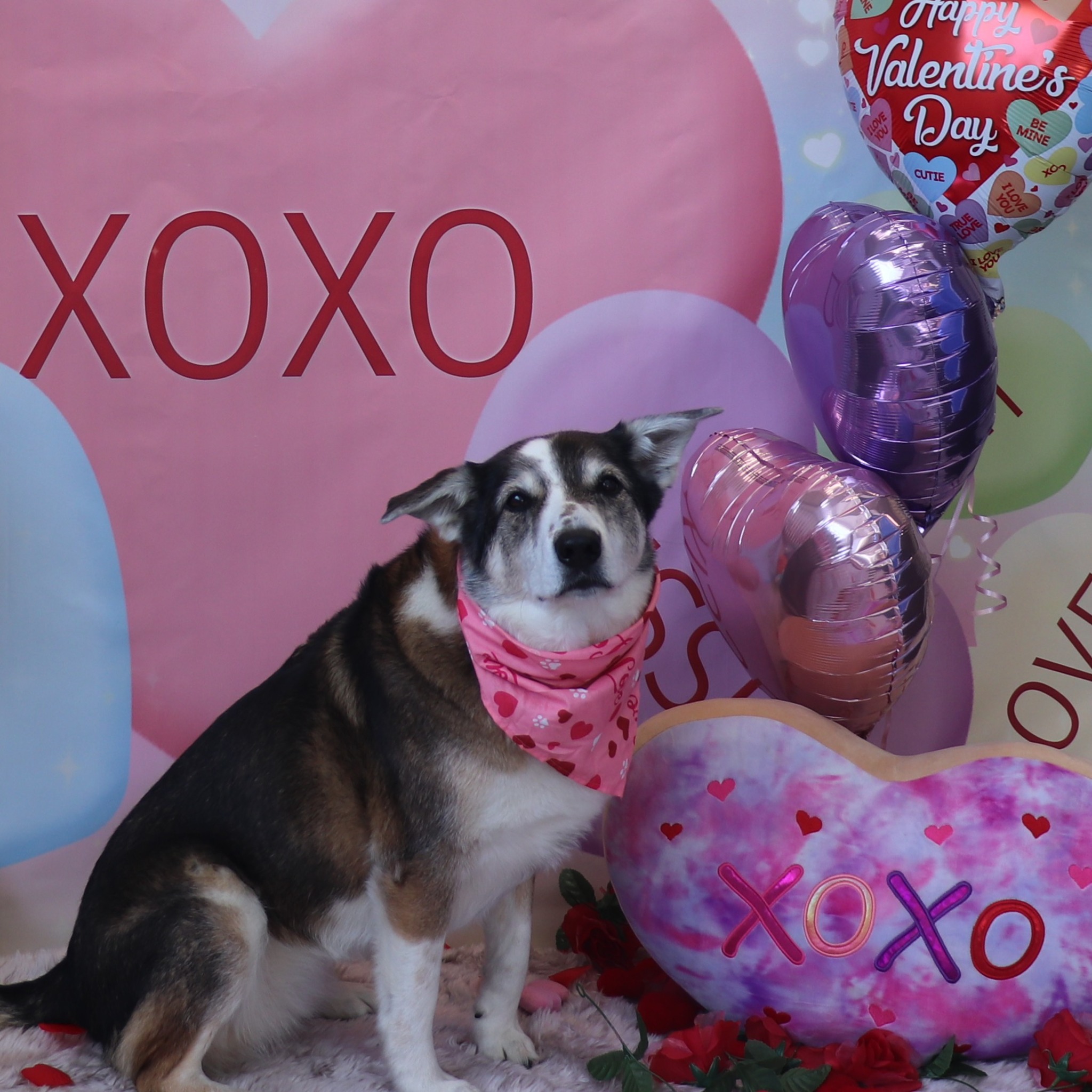 Just Fur Fun Canine Campus Training Centre Markham