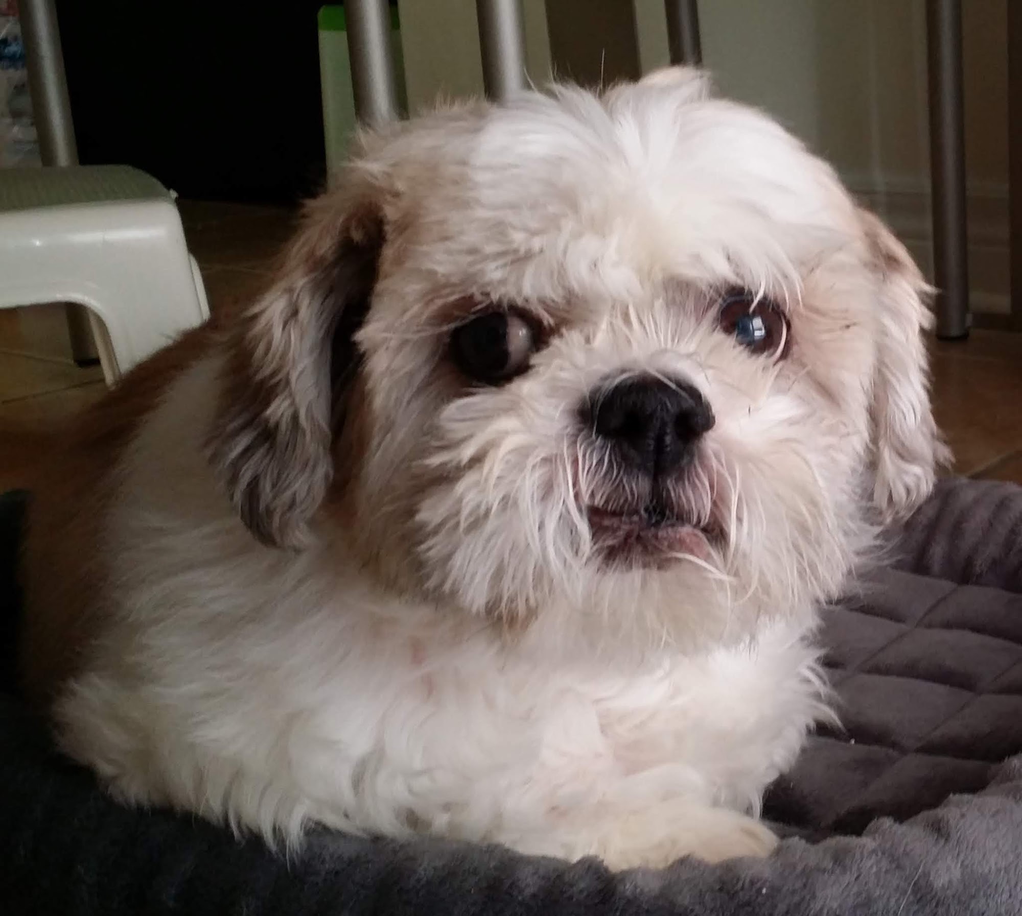 VCA Canada Cachet Village Animal Hospital Markham