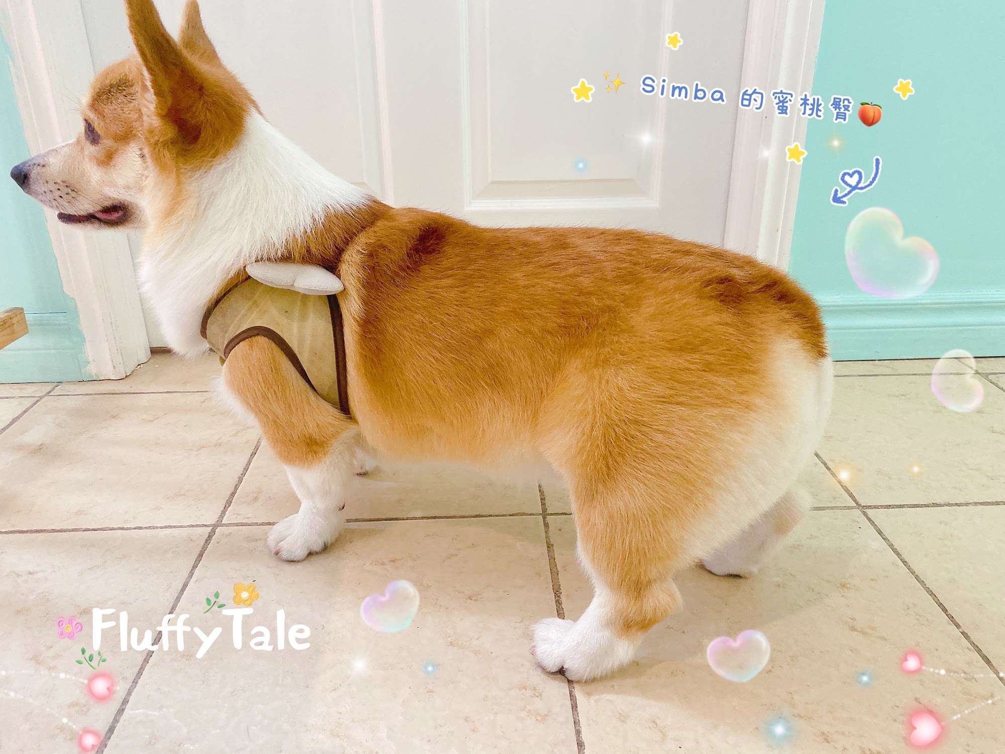 Fluffytale Pet Markham