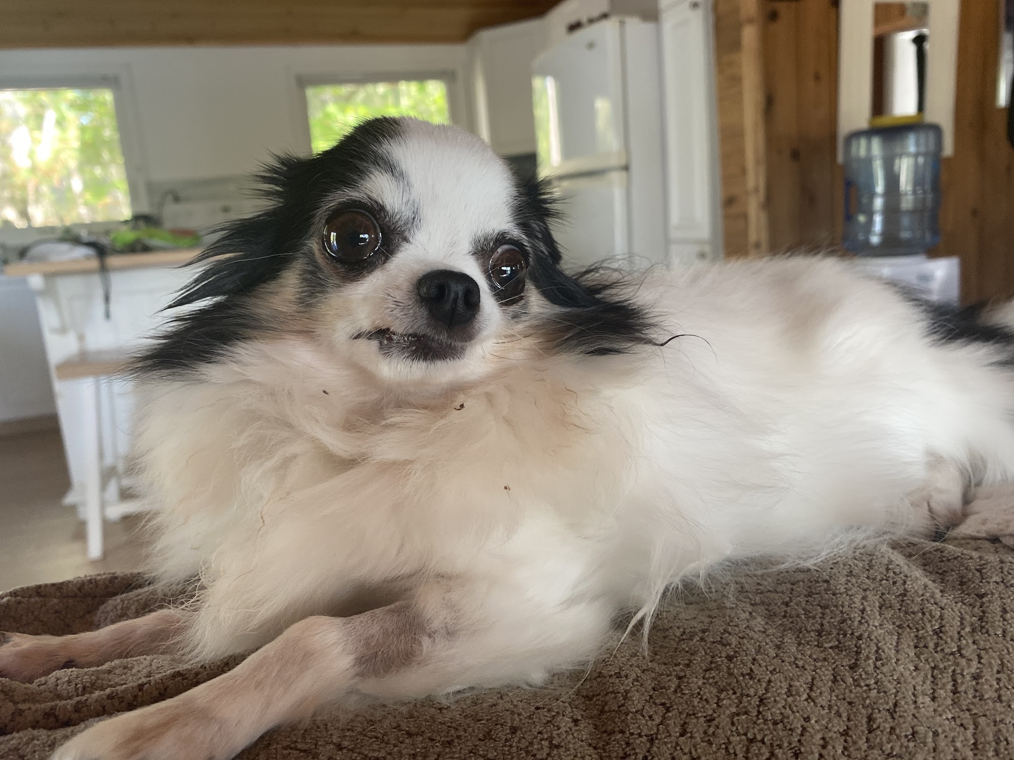 Midland Veterinary Service Midland