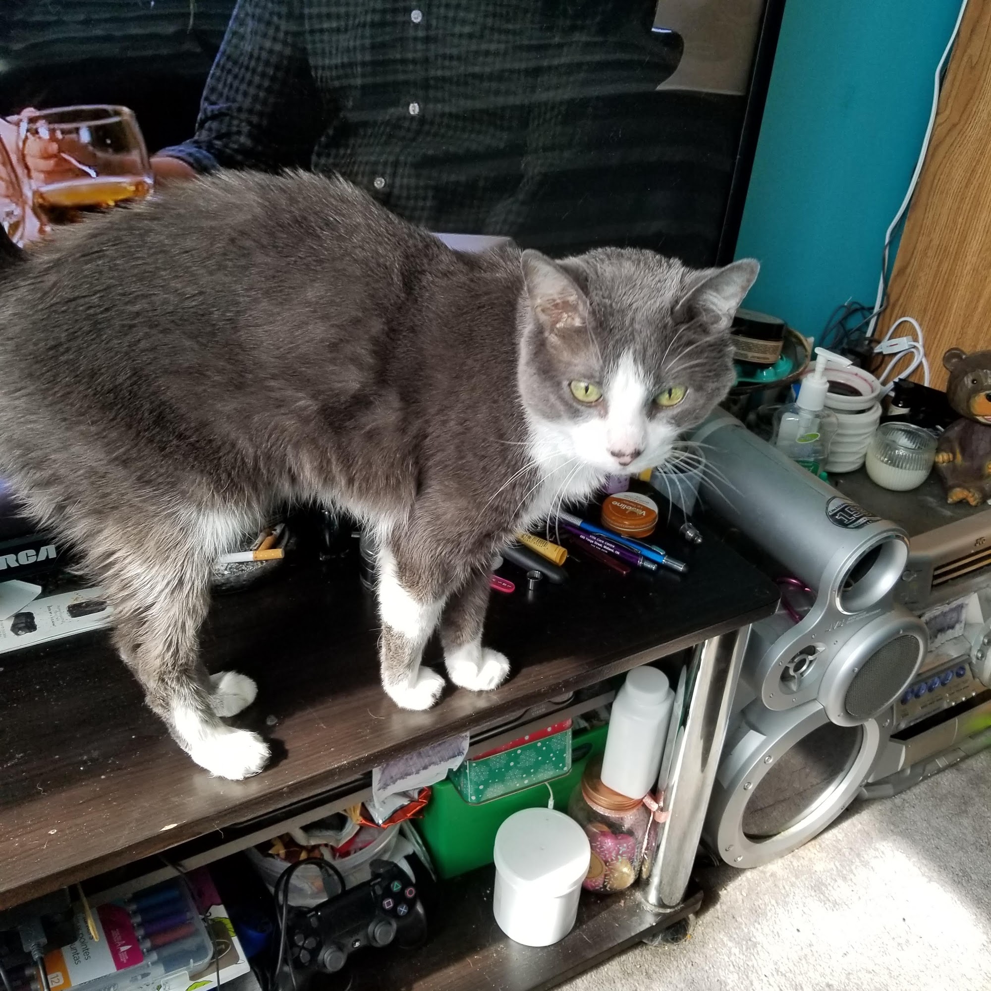 Global Pet Foods Midland Midland