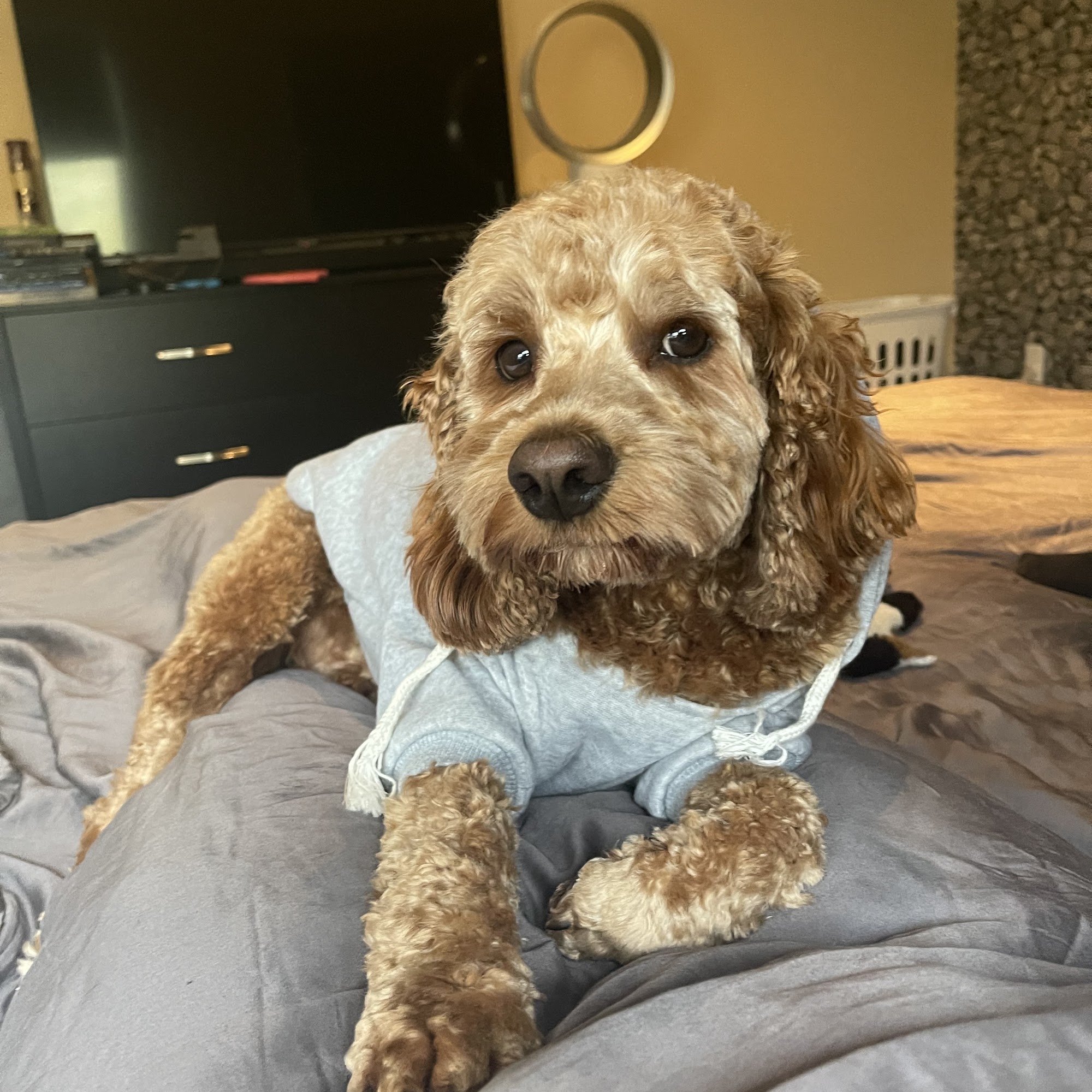 Dogs House Of Hair Midland