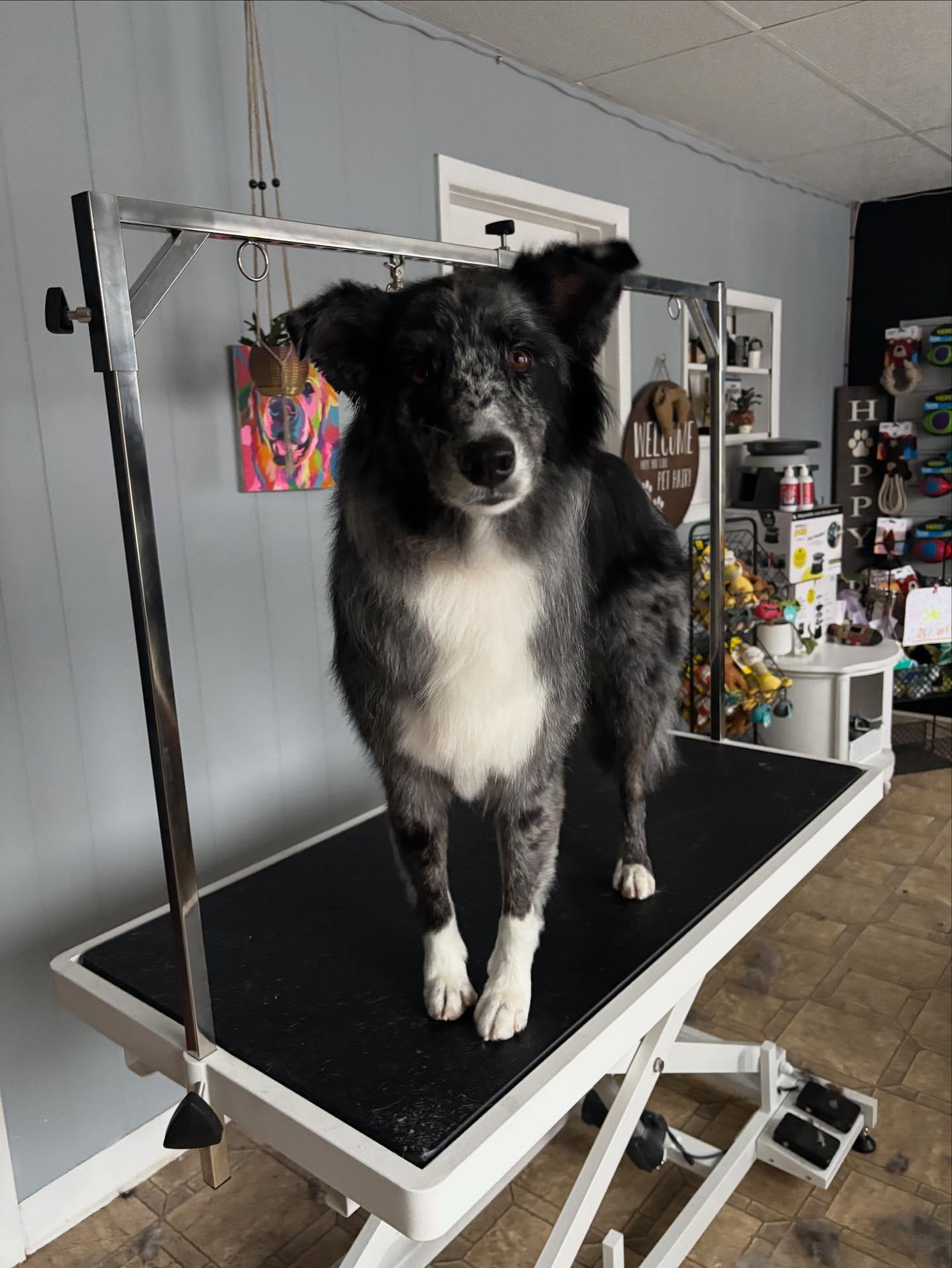 Happy Paws Pet Grooming Services Midland