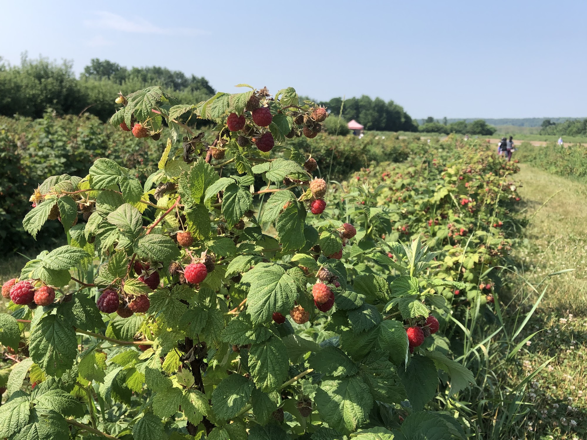 Andrews Farm Market & Winery Menu