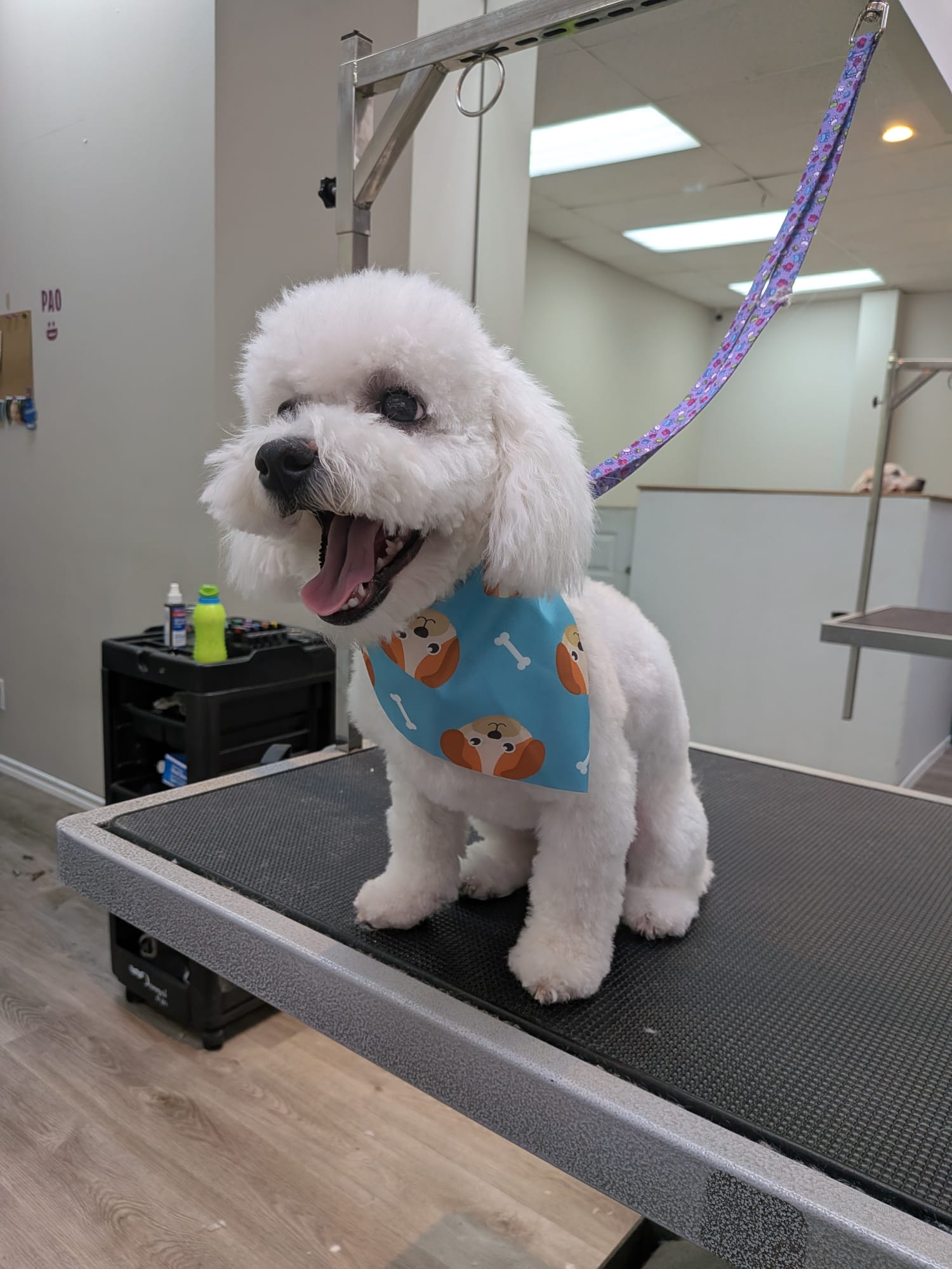 Amazing Pet Grooming Milton