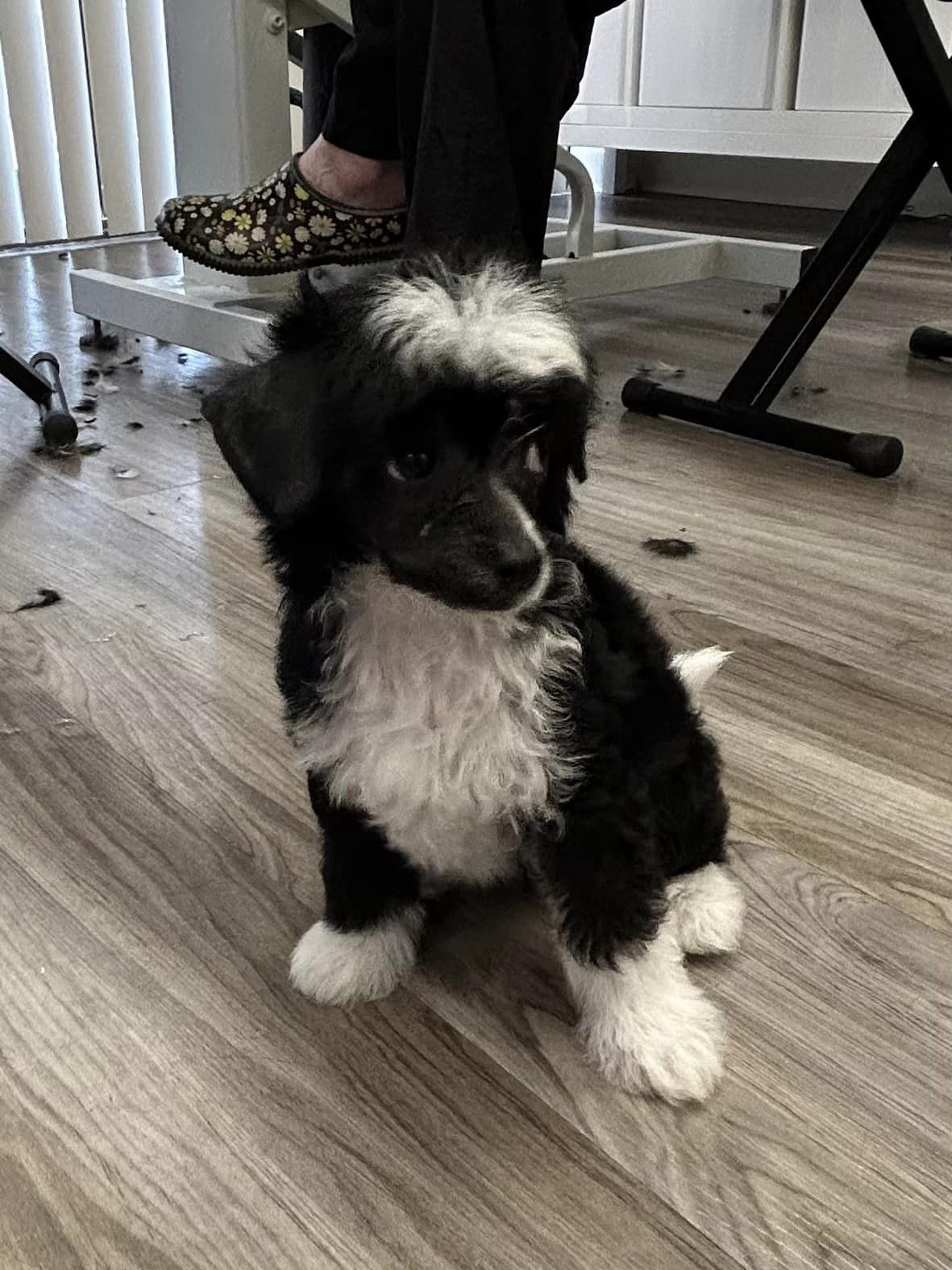 Brenda's Dog Spa Mississauga