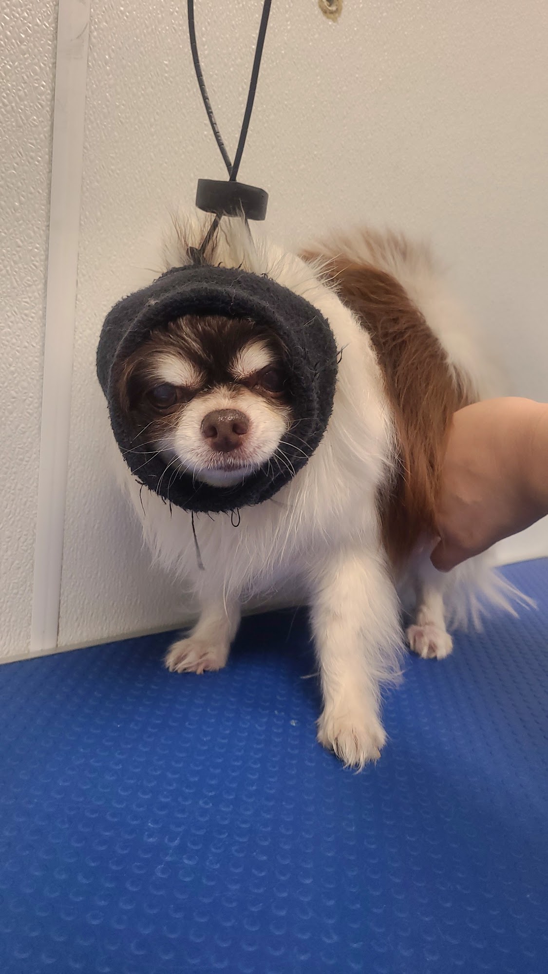 Paws Avenue Grooming Salon Mississauga