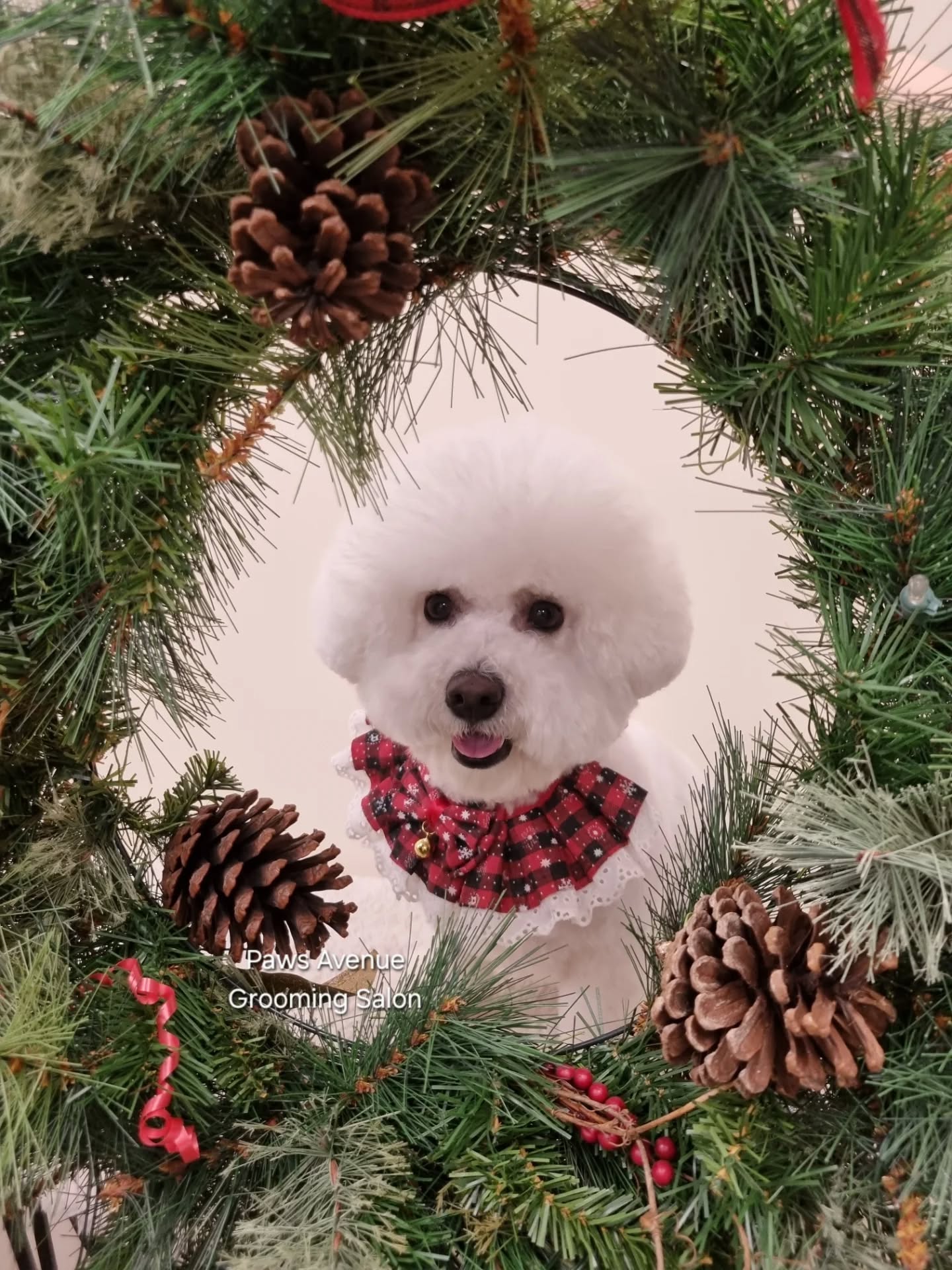 Paws Avenue Grooming Salon Mississauga